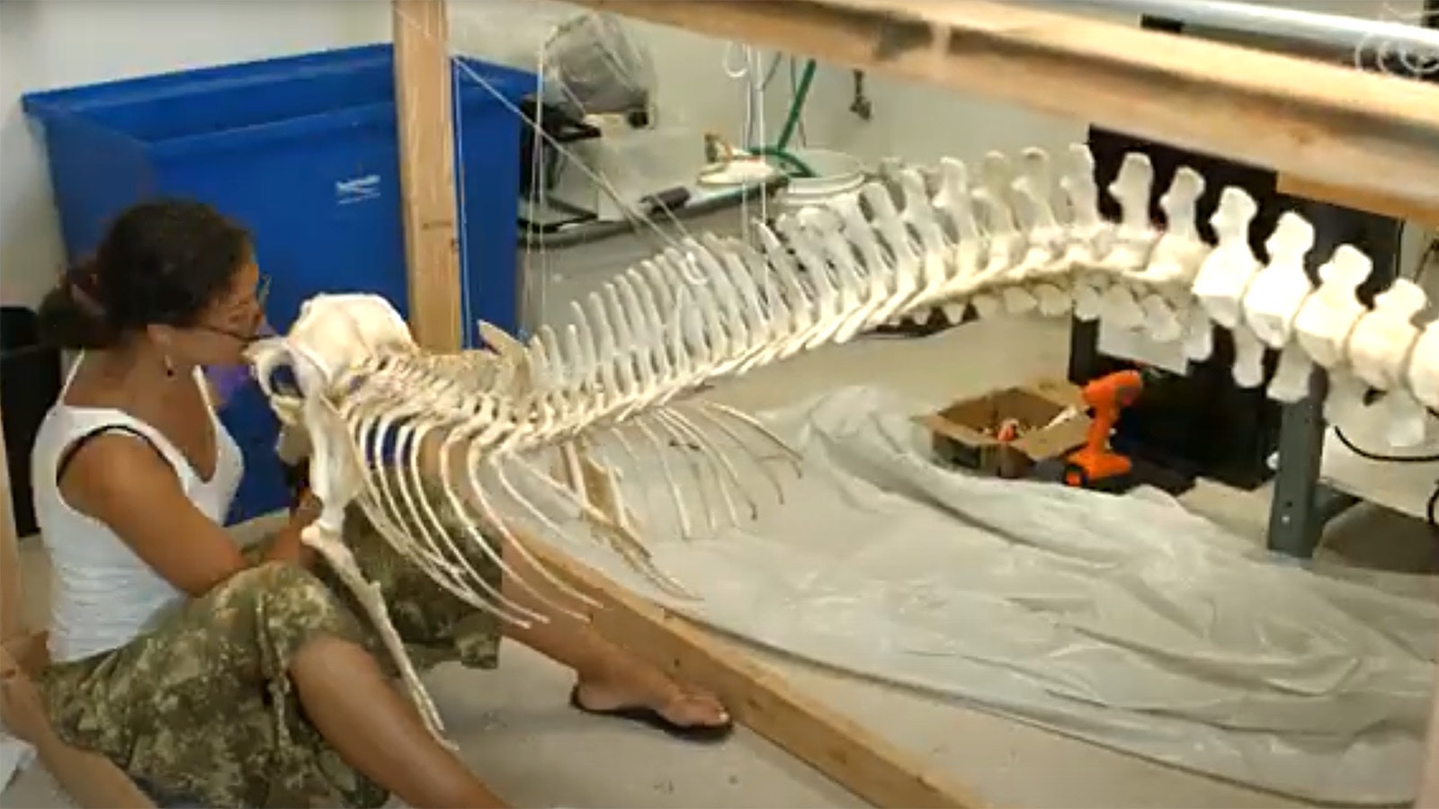 The University of Wyoming Geological Museum wants to add a $12,000 bottlenose dolphin skeleton to a new exhibit it's putting together. In this screenshot from YouTube, a group of students at Florida Atlantic University put together a dolphin skeleton.