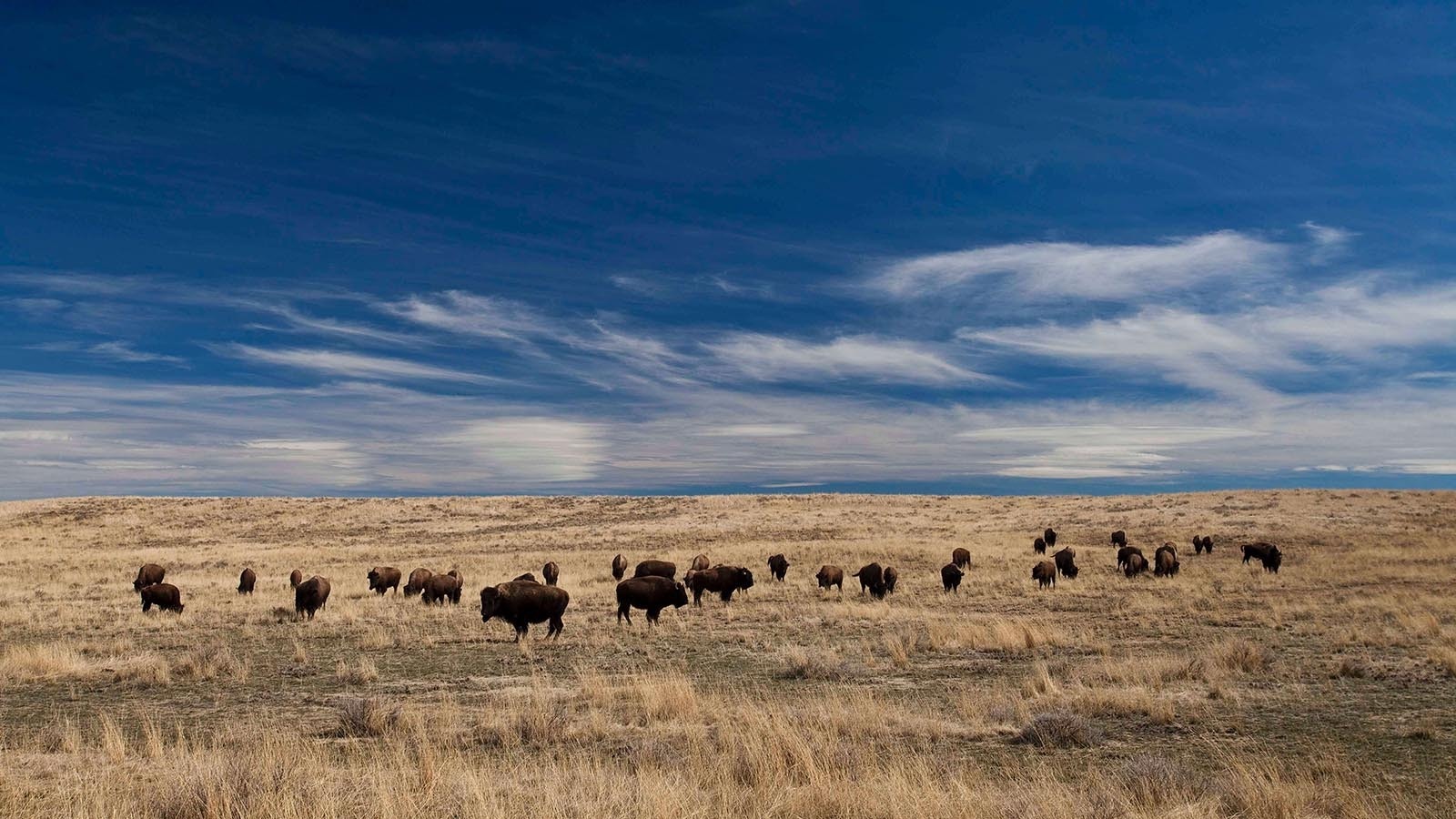 American Prairie’s bison herd.