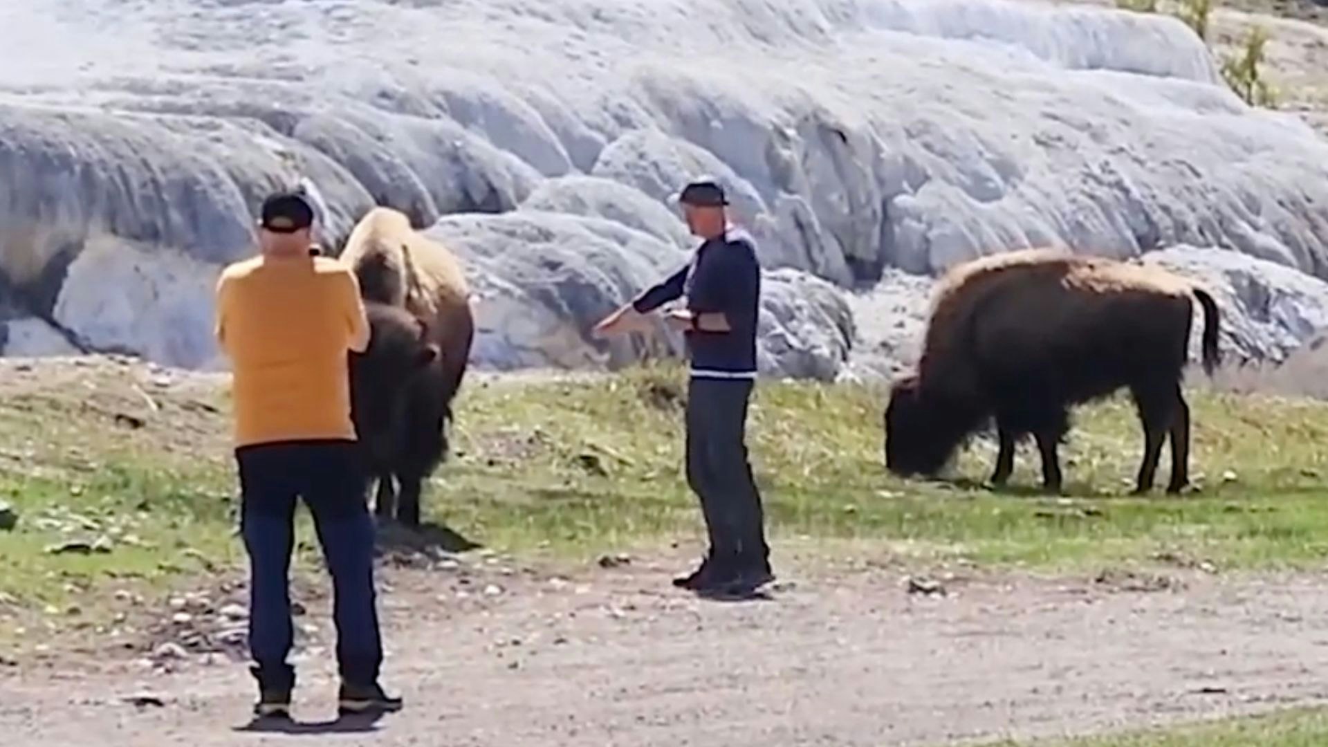 It hasn't been a week since Yellowstone National Park opened and someone has captured tourists dangerously approaching a pair of bison.