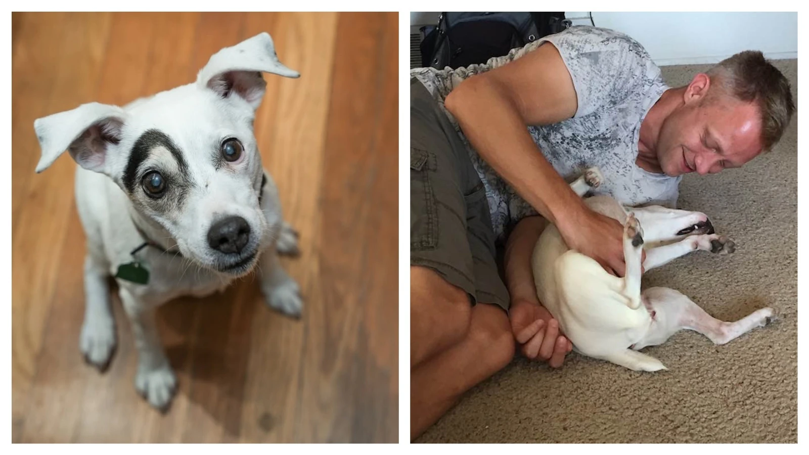 Harvey Deselms said the loss of the Jack Russell terrier is a “lot tougher” than he imagined it would be.