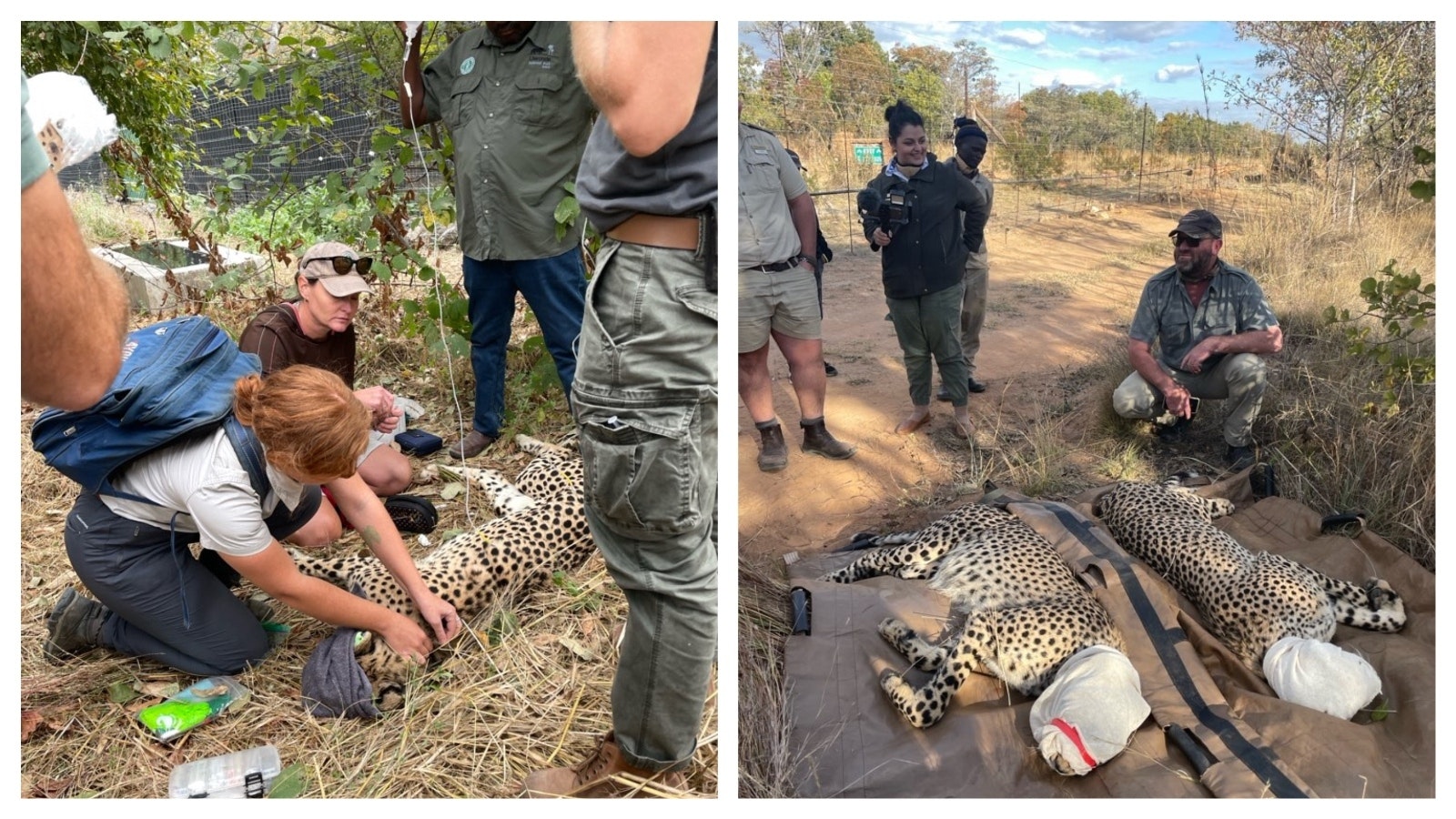 Cheetahs had been absent from the Zambezi Valley for over 100 years. Then a coalition effort delivered 12 cheetahs to this critical habitat.