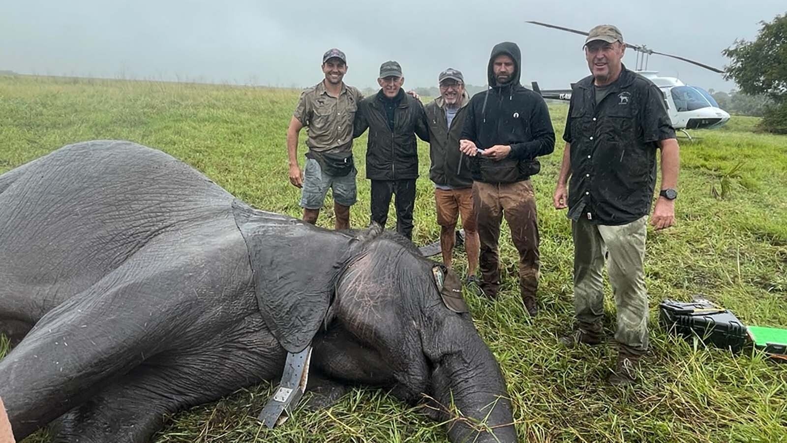 Doug Samuelson, second from left, remains involved with lion and elephant conservation work through the Ivan Carter Wildlife Conservation Alliance. The others in the photo with the elephant from left are biologist Willem Briers-Louw, helicopter pilot Peter Perlstein, veterinarian João Almeida and landowner Mark Haldane.