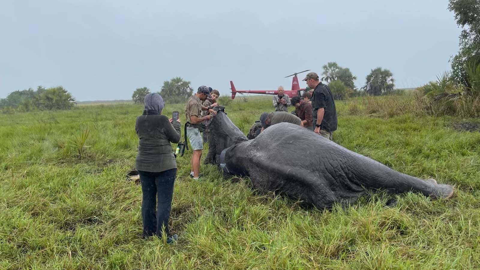 Doug Samuelson remains involved with lion and elephant conservation work through the Ivan Carter Wildlife Conservation Alliance. The others in the photo with the elephant are biologist Willem Briers-Louw, helicopter pilot Peter Perlstein, veterinarian João Almeida and landowner Mark Haldane.