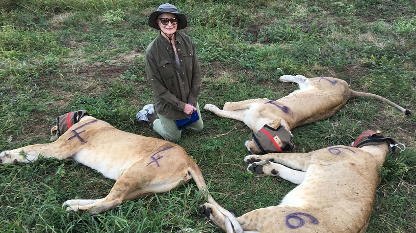 Casper native Mary Cabela and the Cabela Family Foundation supported a coalition effort to repopulate lions and cheetahs in the Zambezi Delta of Mozambique. Cabela passed away on May 30, 2023, at the age of 86. She was a co-founder of the outdoor retail company Cabela's.