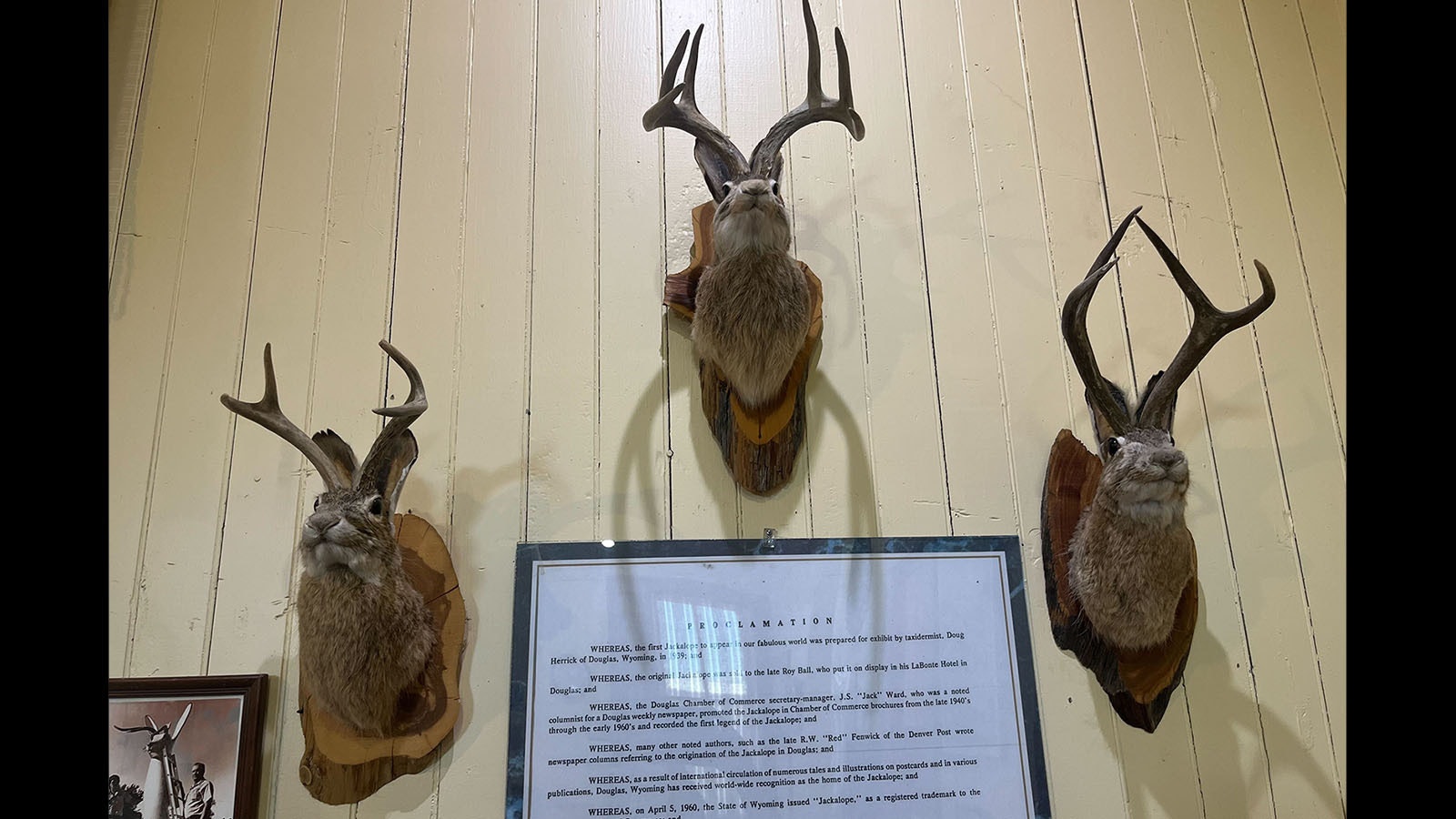 A trio of jackalopes are mounted on a wall at the Douglas Railroad Museum and Visitor Center over a proclamation canonizing taxidermist Doug Herrick of Douglas for creating the first jackalope in 1939.