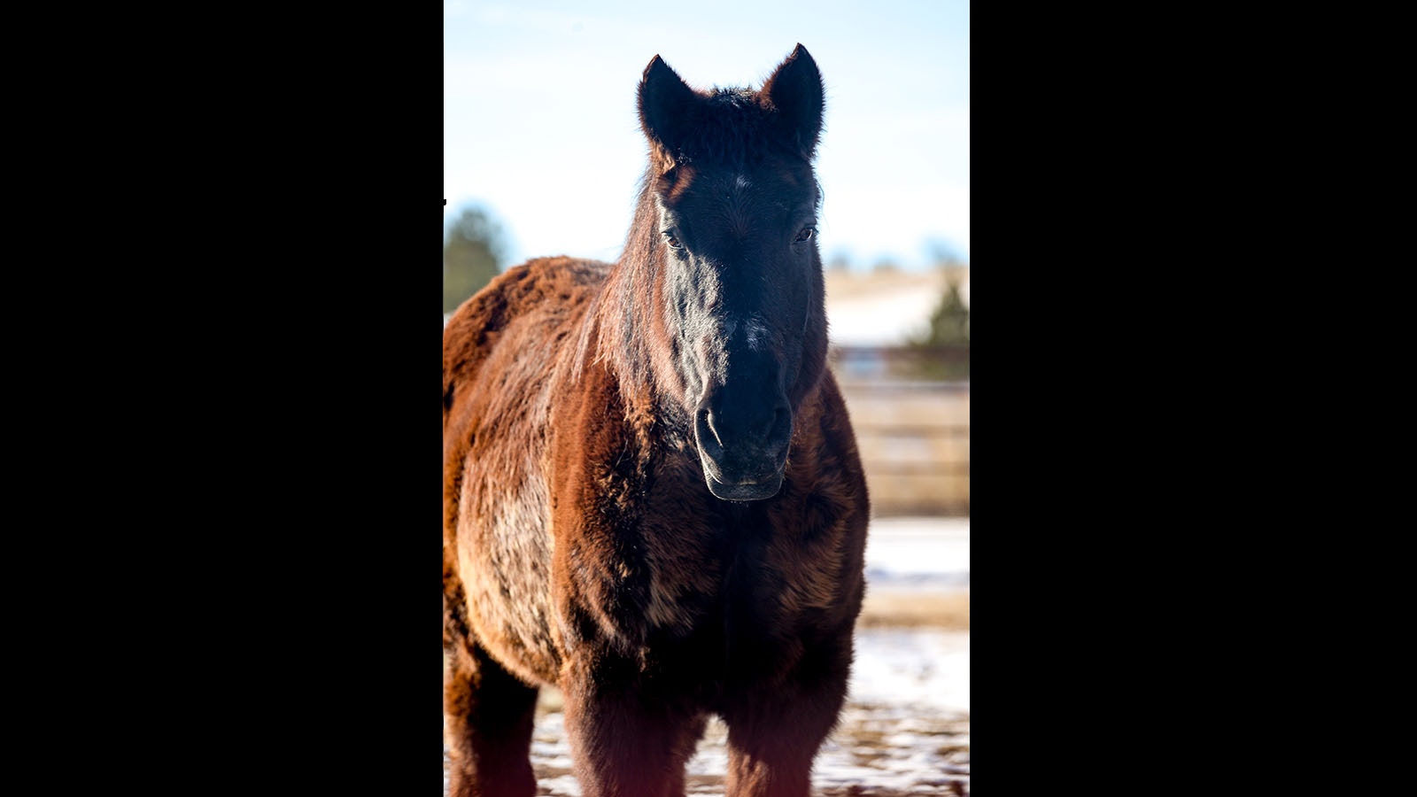 Clover is a draft horse up for adoption through the Broken Bandit Wildlife Center near Cheyenne.