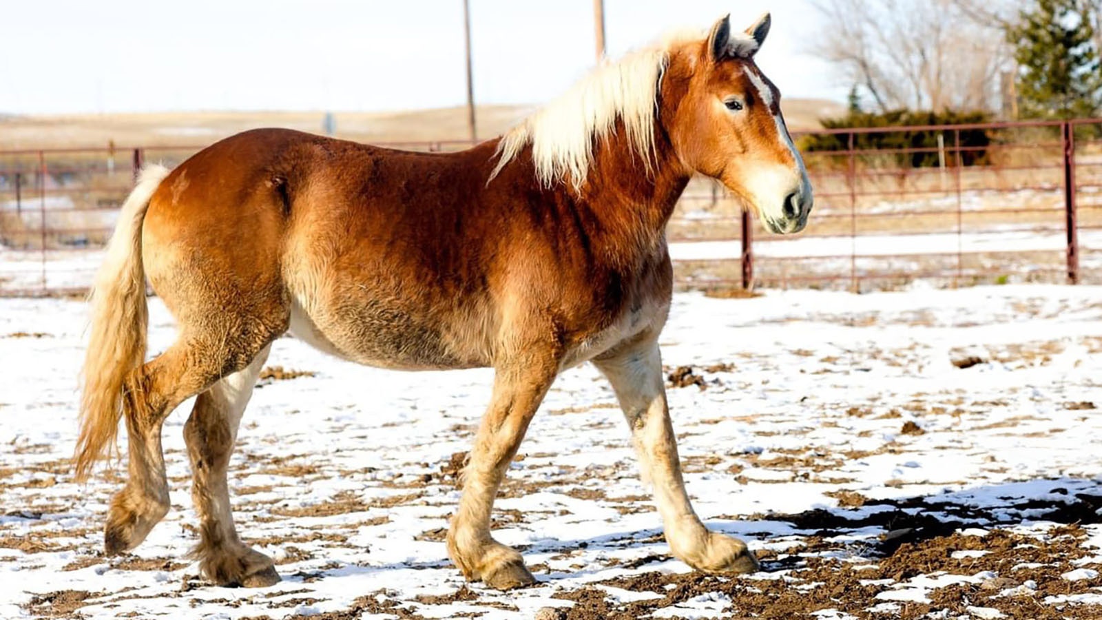 Emilee is a 16-year-old Belgian draft horse mare available for adoption though the Broken Bandit Wildlife Center near Cheyenne.