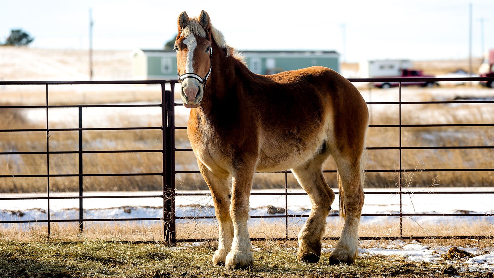 Summer is a draft horse up for adoption through the Broken Bandit Wildlife Center near Cheyenne.