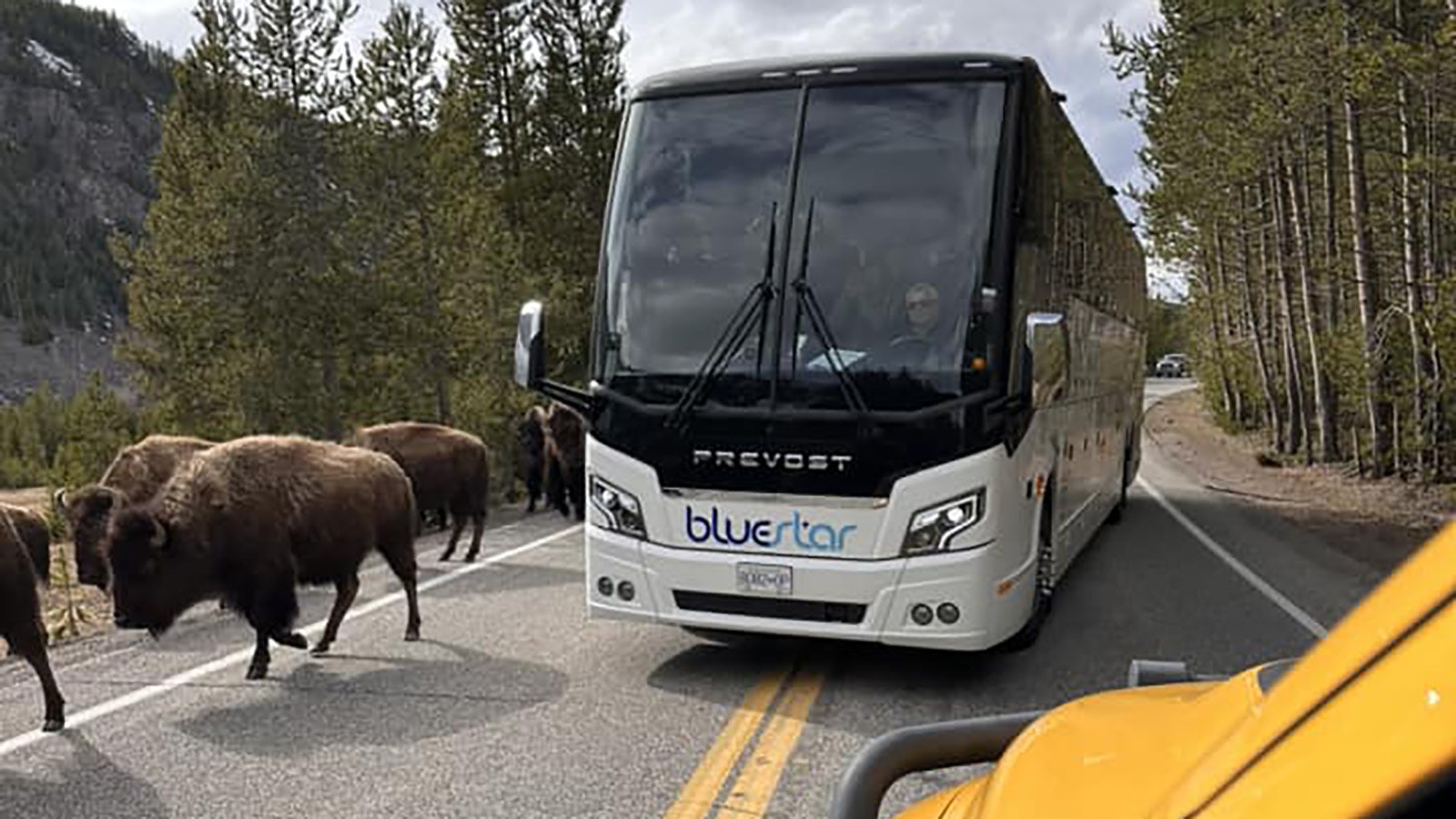 Rhea Cicale, a top contributor to the popular Facebook page Yellowstone National Park: Invasion of the Idots posted these photos Sunday of a Blustar tour bus crossing into the wrong lane of travel to push ahead through a bison jam in the park.