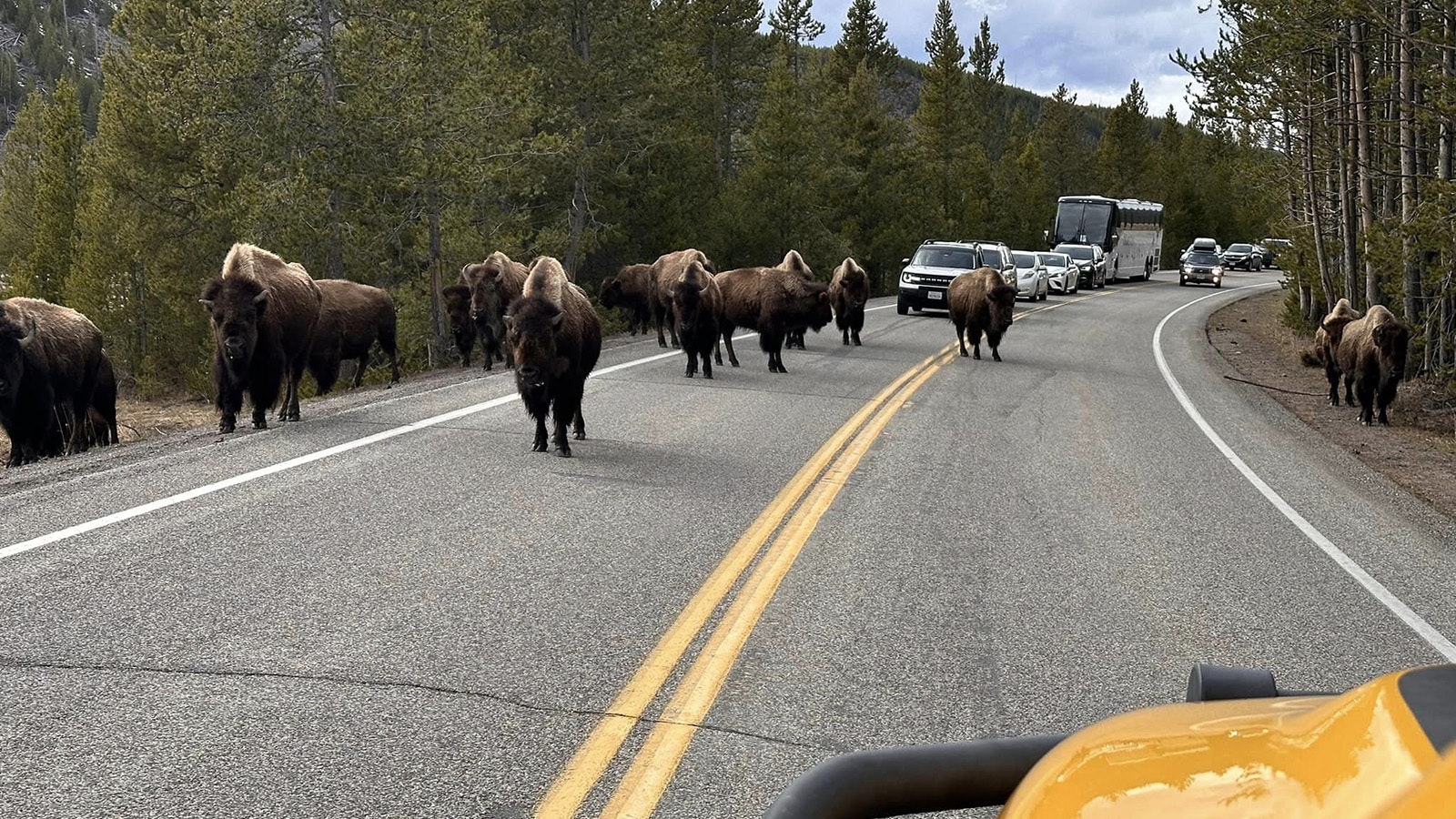 Rhea Cicale, a top contributor to the popular Facebook page Yellowstone National Park: Invasion of the Idots posted these photos Sunday of a Blustar tour bus crossing into the wrong lane of travel to push ahead through a bison jam in the park.