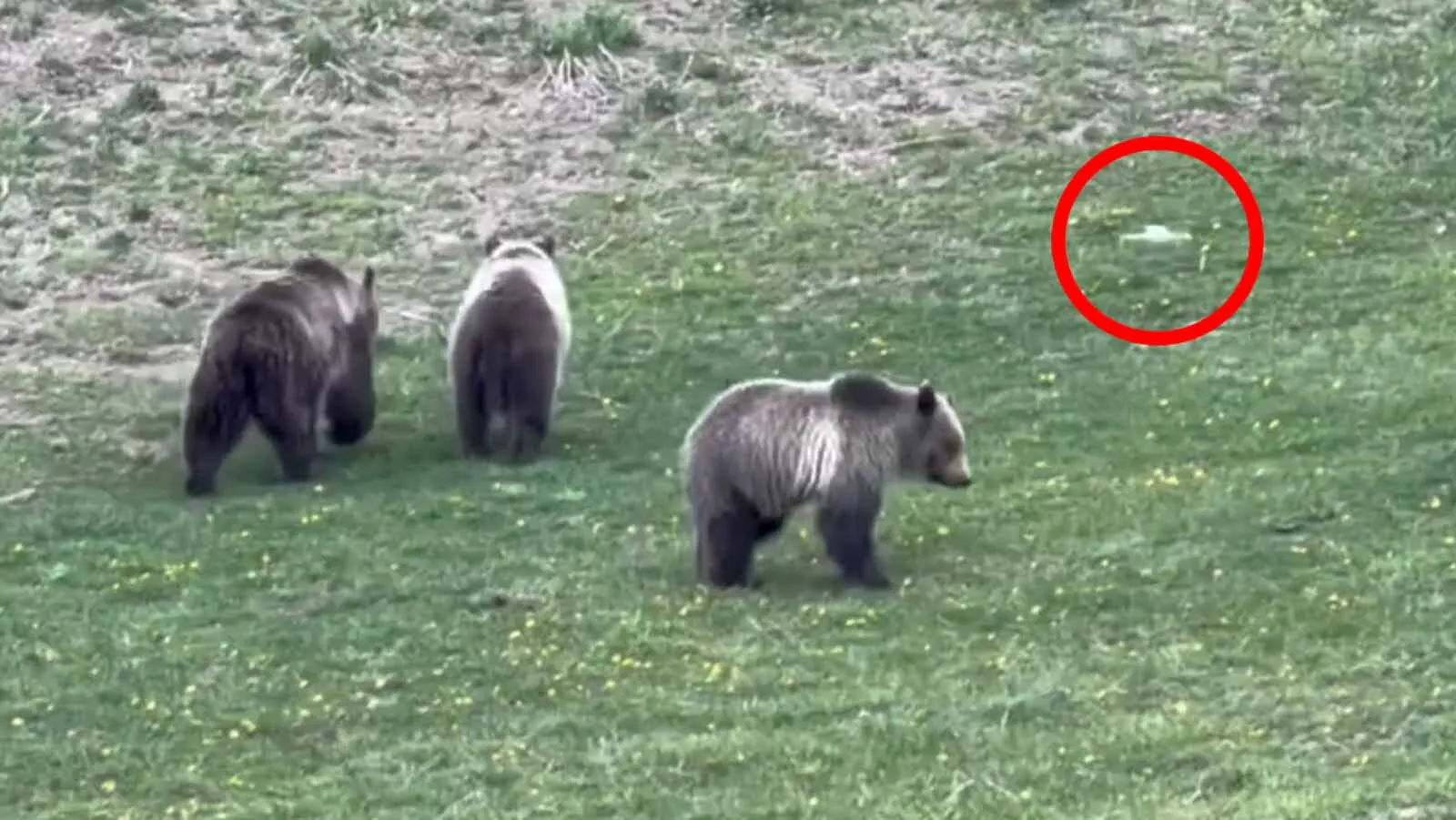 This screenshot from a video shows famous Yellowstone grizzly Beryl and her two cubs being harassed by someone flying a drone.
