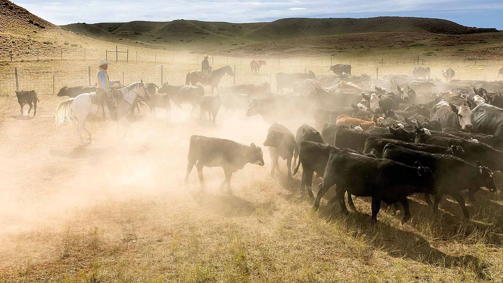 Lower humidity and relatively cool nights helped Wyoming cattle endure a record heat wave, ranchers say. South Dakota wasn't so fortunate, losing as many as 2,000 head to heat and humidity at a time when America's herd is at a 75-year low.