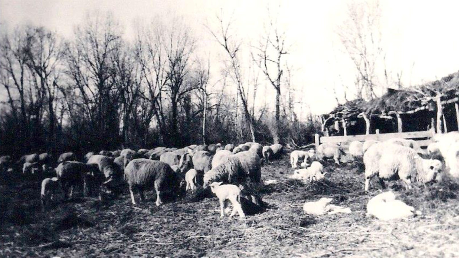 A photo of sheep man Dub McQueen’s flock in the Hot Springs County region.