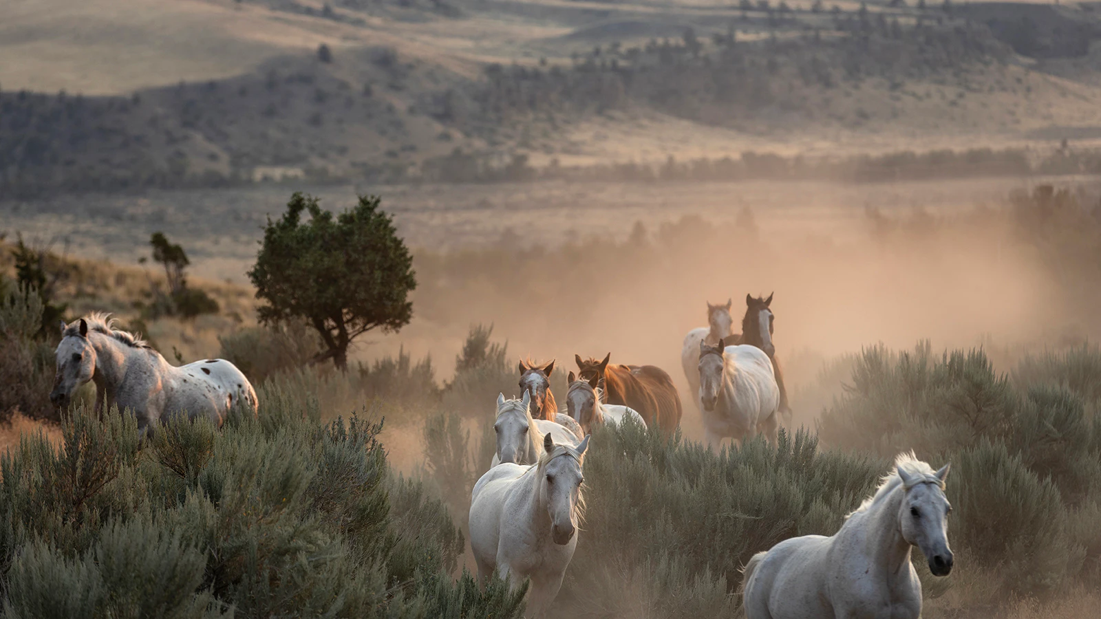 Horses run free on the Rimrock Ranch.