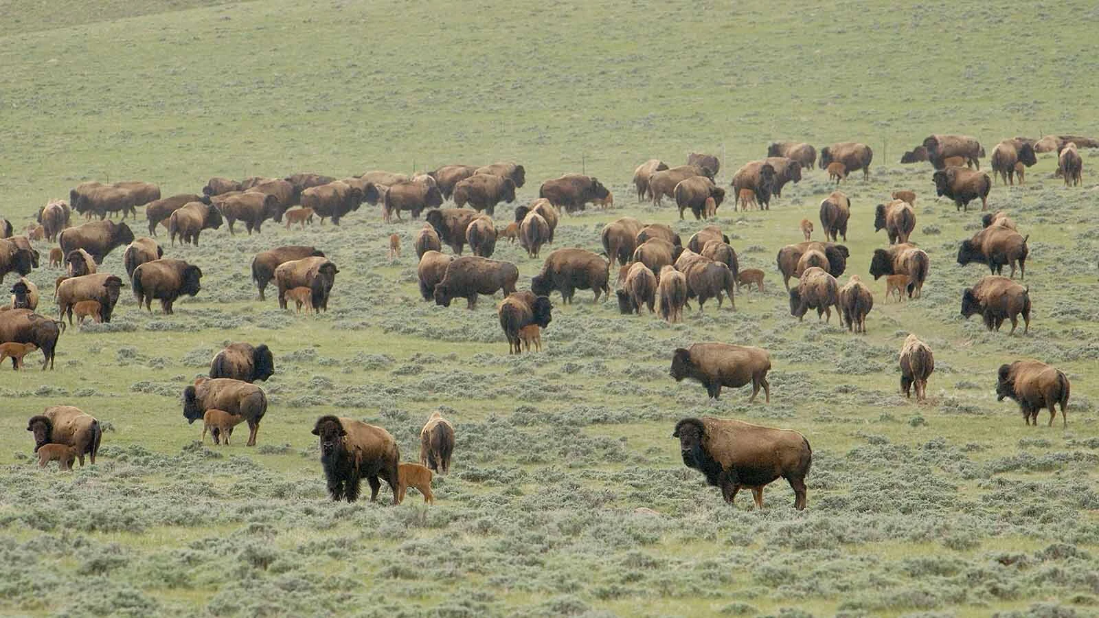 The Durham ranch in northeast Wyoming is the state's largest bison ranch with about 3,000 head. The ranch's bison meat and other products are sold across the country.