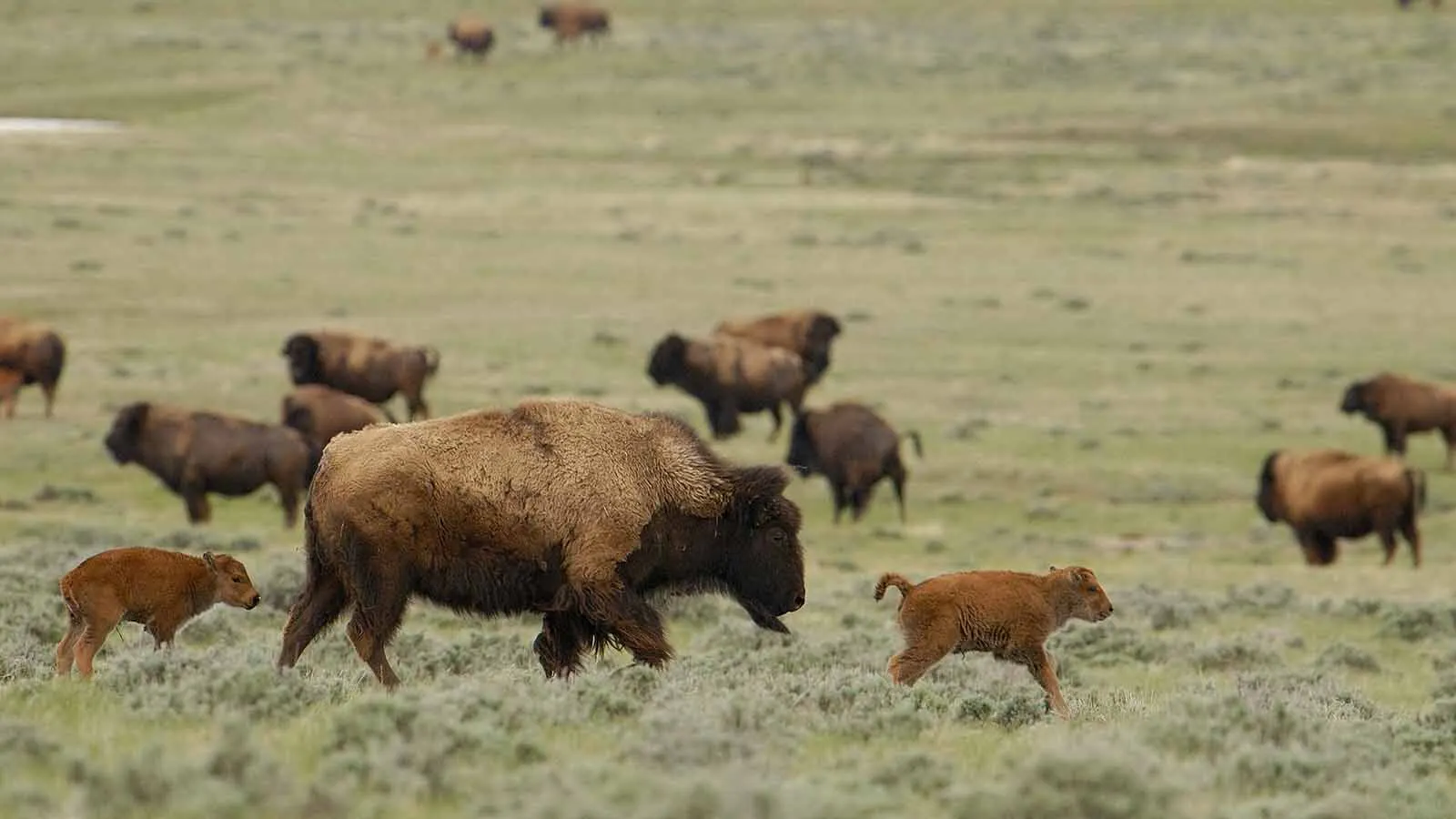 The Durham ranch in northeast Wyoming is the state's largest bison ranch with about 3,000 head. The ranch's bison meat and other products are sold across the country.