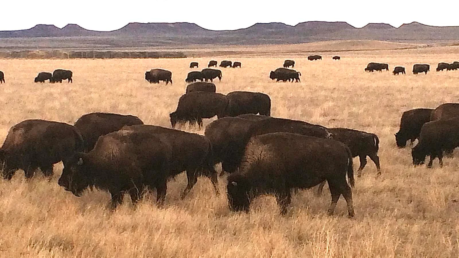 Part of the Durahm Ranch's large bison herd grazes near Highway 59 in Campbell County, Wyoming.