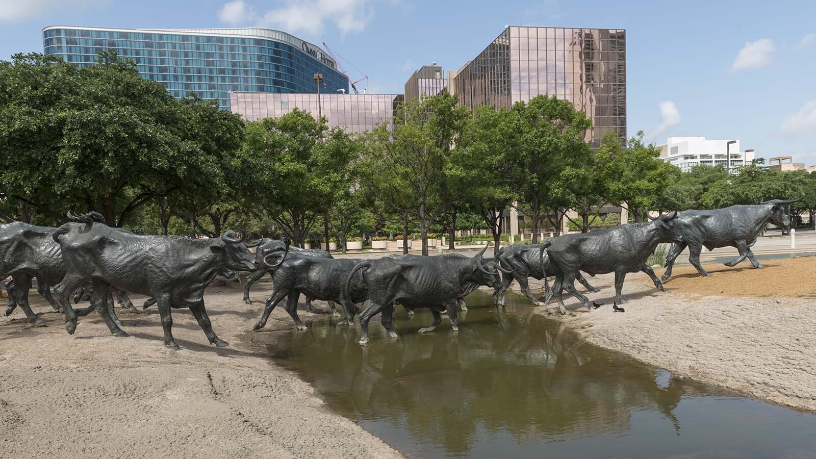 A huge bronze installation of 70 larger-than-life longhorn steers that was cast at Eagle Bronze Foundry in Lander, Wyoming.
