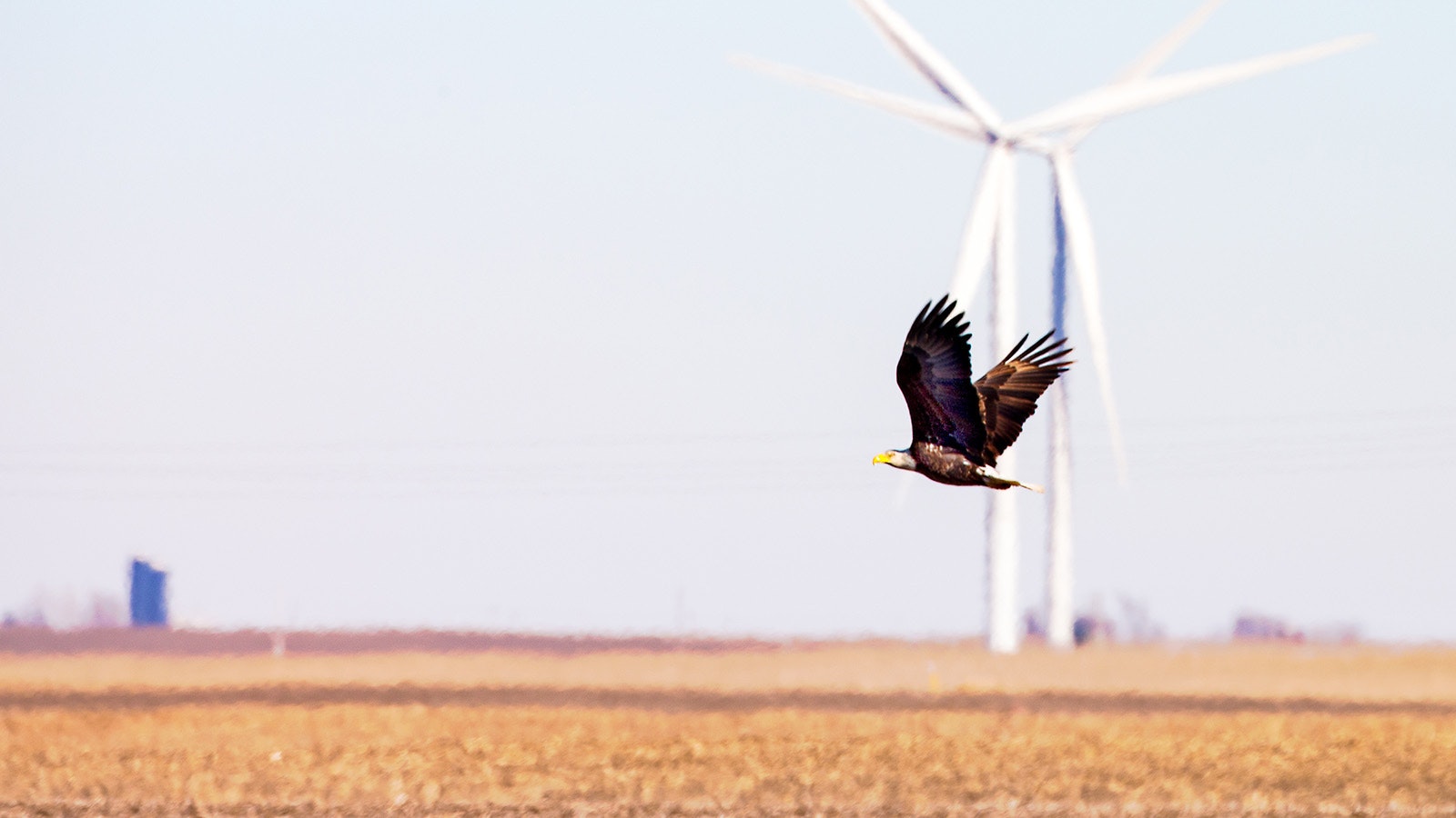 Eagle and turbine 5 9 23