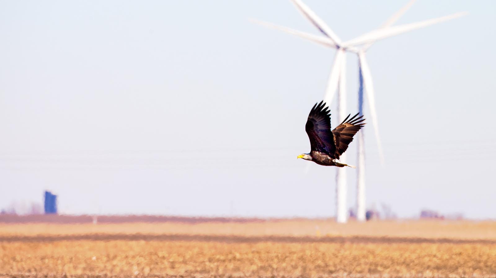 Eagle and turbines 10 05 22