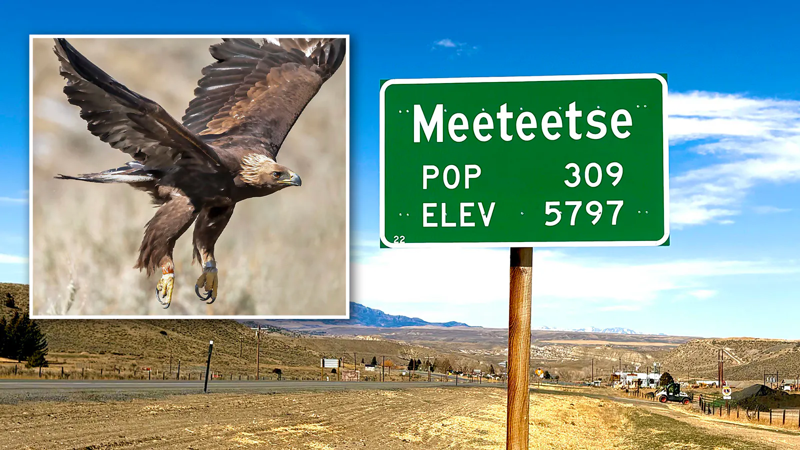Eagle 2N, also called Aurum (Latin for “gold”) survived being hit by a car and lead poisoning. She and her mate are raising young in the Bighorn Basin.