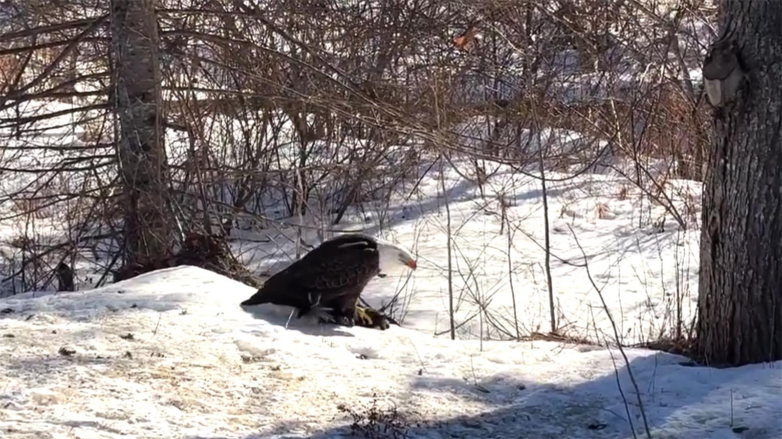 A bald eagle riding a dead skunk like a snowboard isn’t something you see everyday, but a woman in Maine got it on video. It also doesn’t surprise raptor experts, because eagles really like to cling to their food.