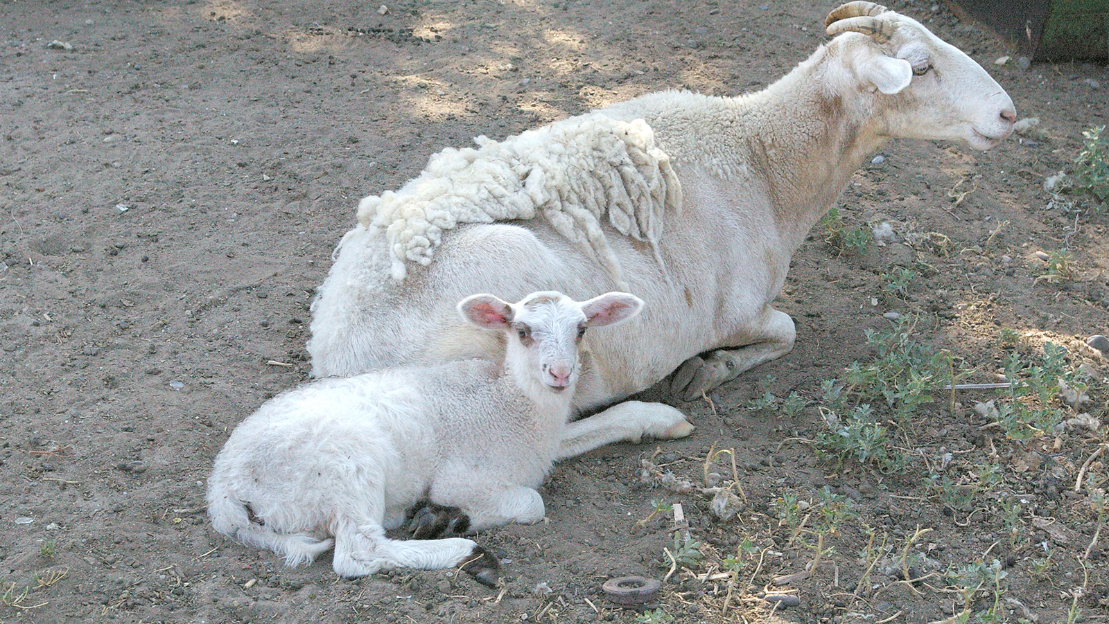 Ed Fowler has raised sheep and lambs like these near Riverton for about 30 years. He said that since he’s taken a softer approach to predators such as coyotes and mountain lions, they’ve mostly left his flock alone.