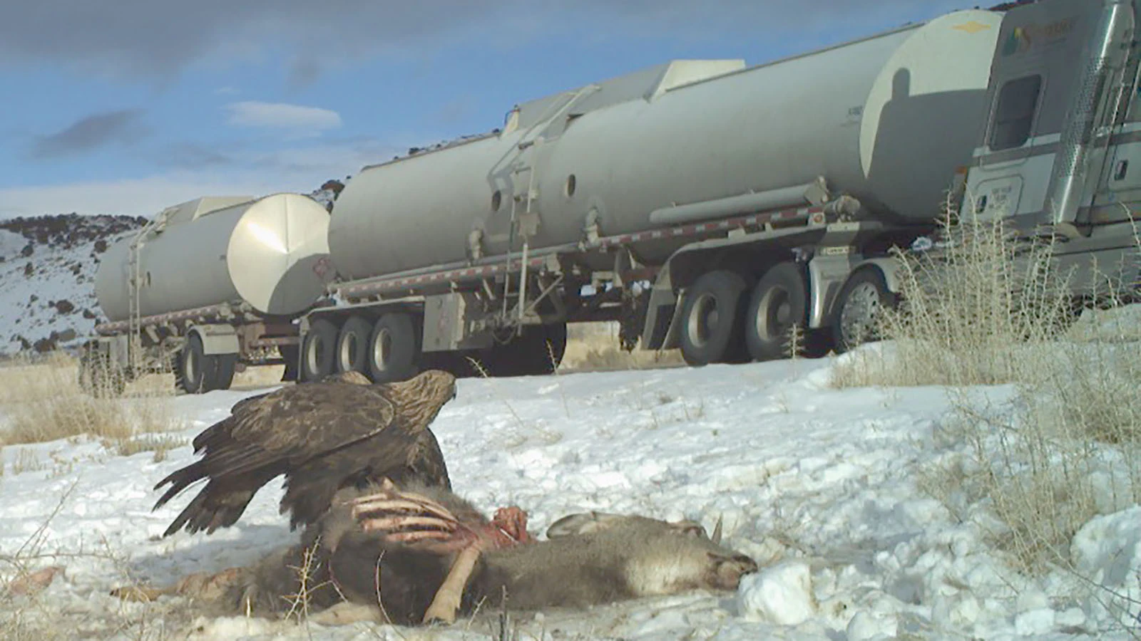 A golden eagle perches on a deer carcass as a truck passes on a Wyoming highway.