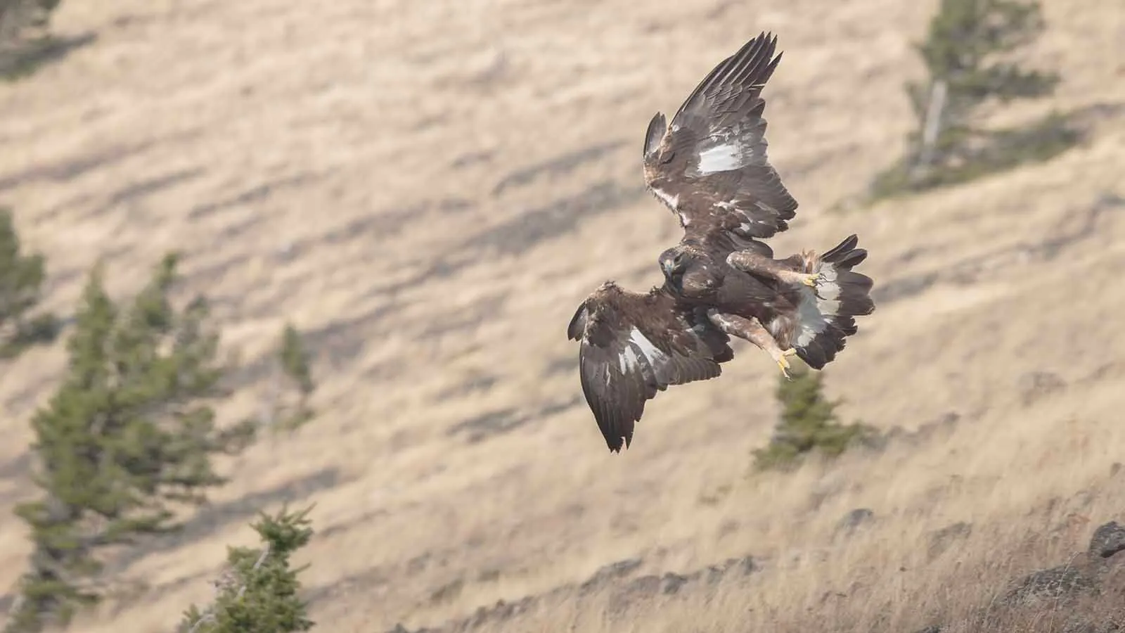 Golden eagles like to hunt for rabbits and other prey on land where the Wyoming State Shooting Complex is being built near Cody.