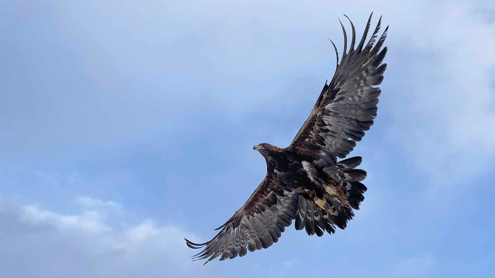 Golden eagles like to hunt for rabbits and other prey on land where the Wyoming State Shooting Complex is being built near Cody.