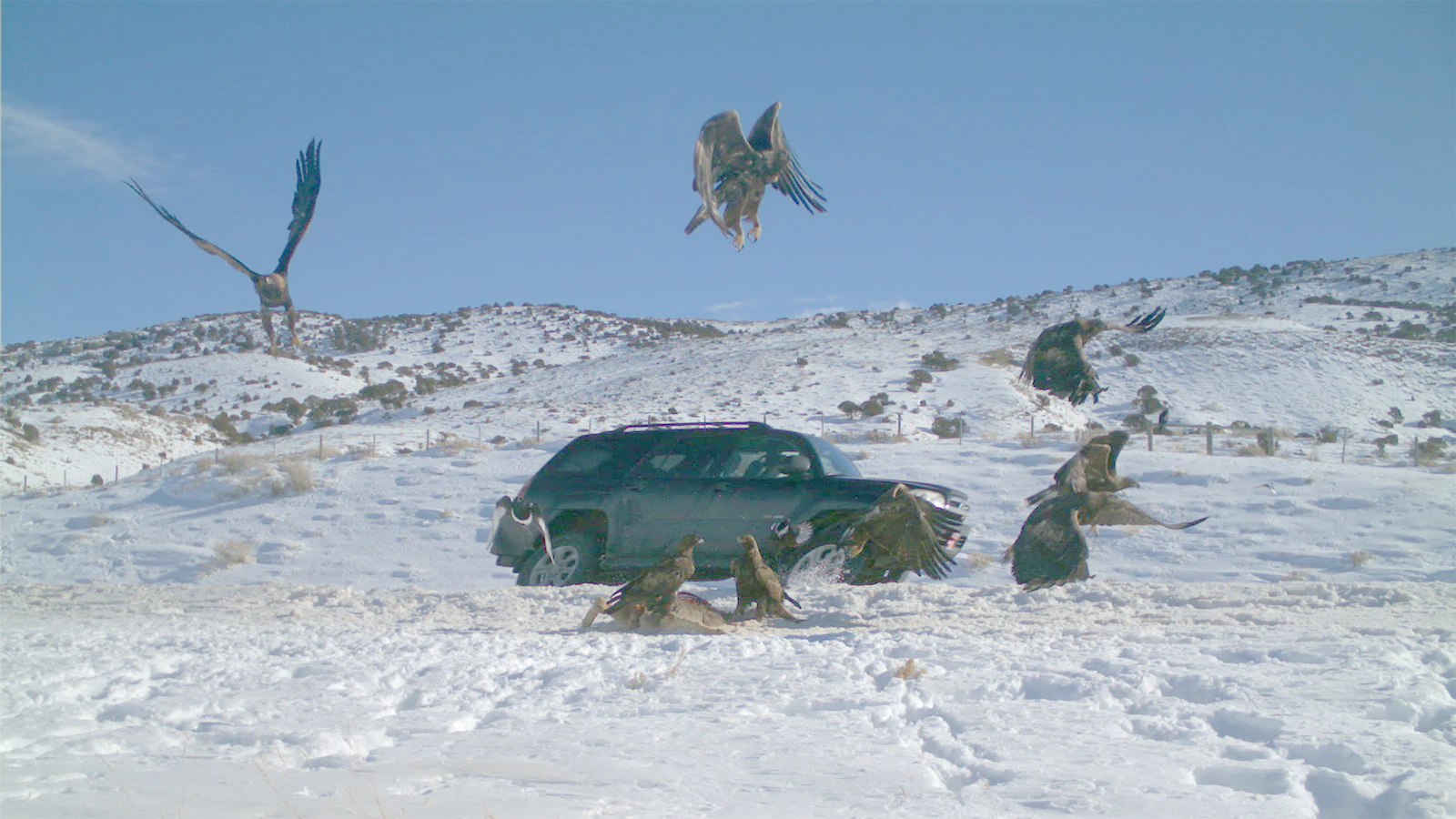 Golden eagles flush from a deer carcass as a car passes.