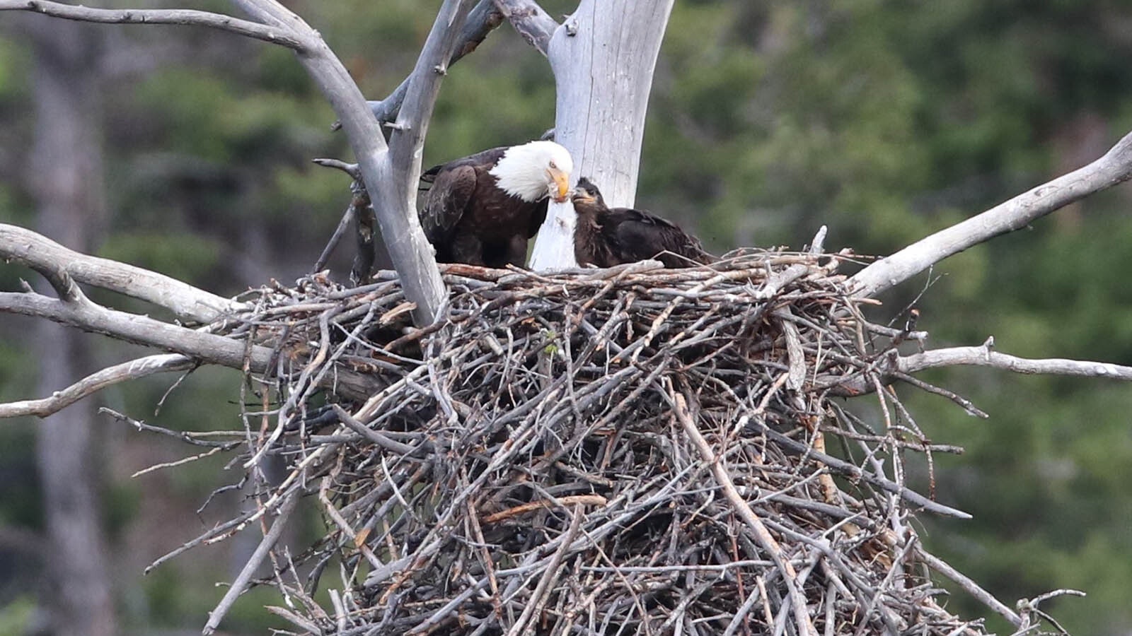 A Bald eagle feeds its young in its massive nest in northwest Wyoming.