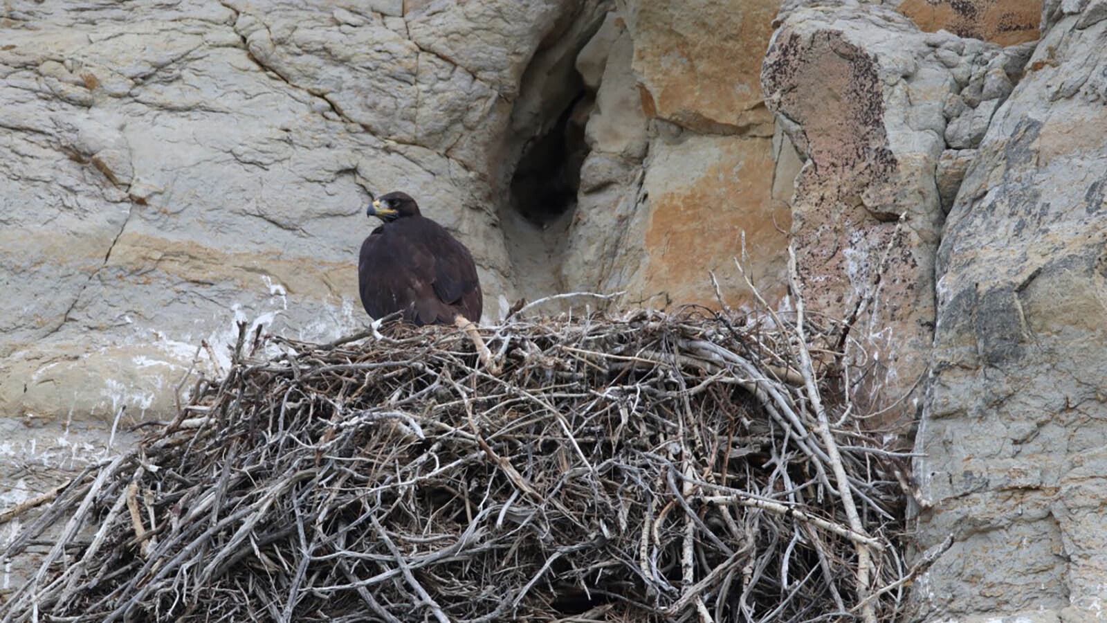 A 9-week-old fledgling golden eagle is pictured here, nearly ready to leave its parents’ nest in the Bighorn Basin in northwest Wyoming.