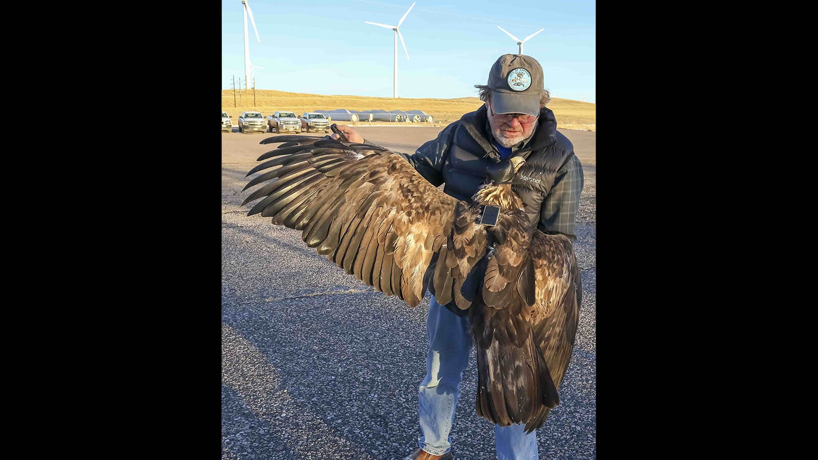 Adult godlen eagle tagged in 2017 was killed by a turbine 4 years and 9 months later.