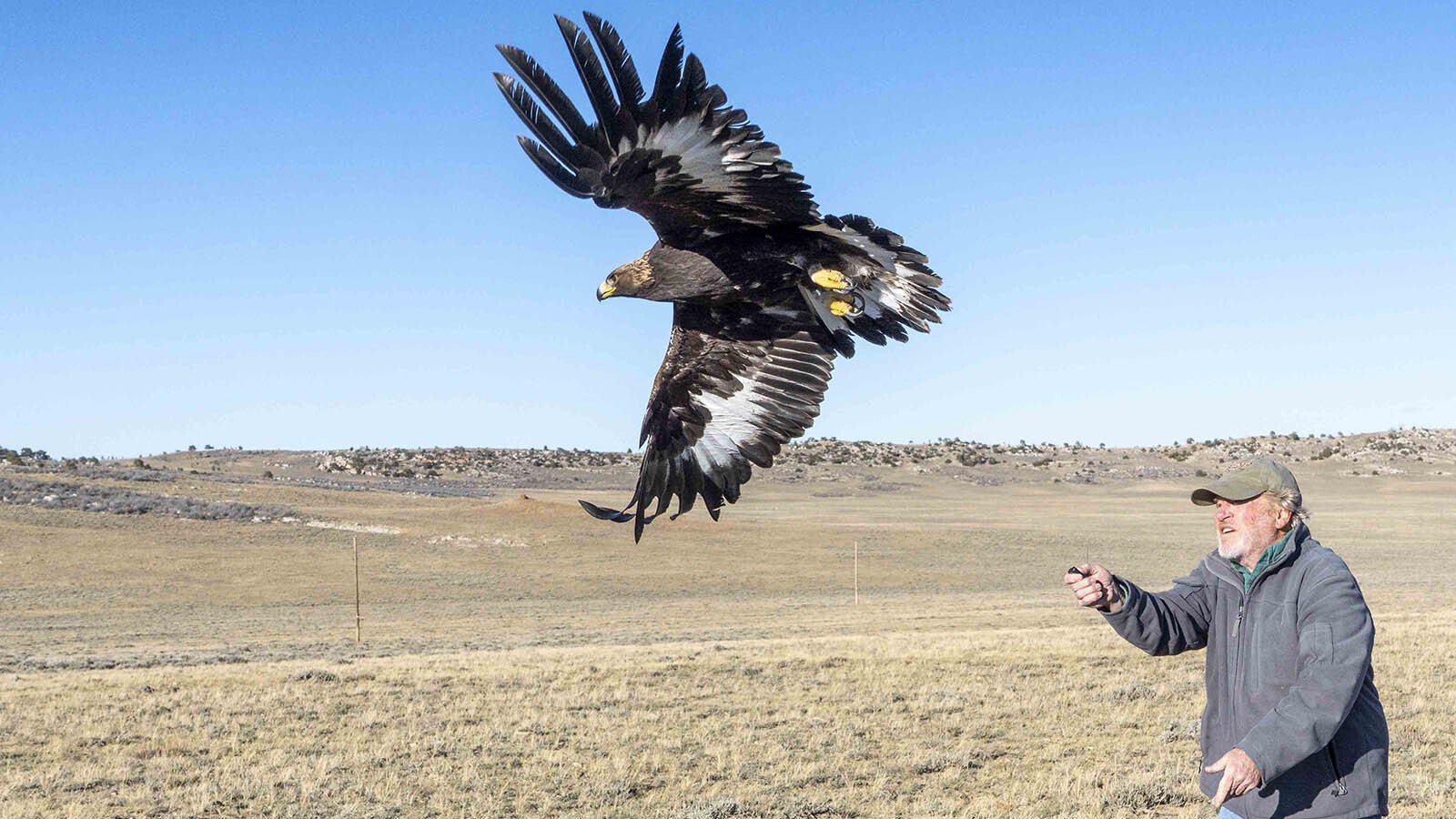 Juvenile female caught in November and tagged in study of wind farm-related eagle deaths.