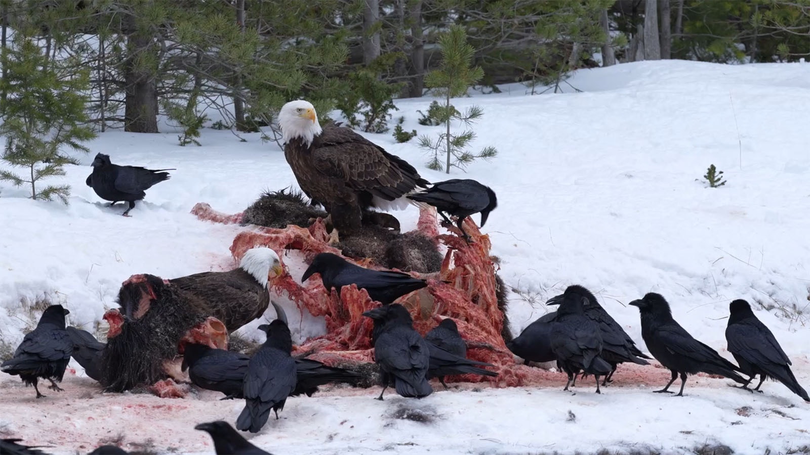 Bald eagles and ravens compete for scraps from the carcass of a bison killed by the Wapiti wolf pack in Yellowstone National Park.