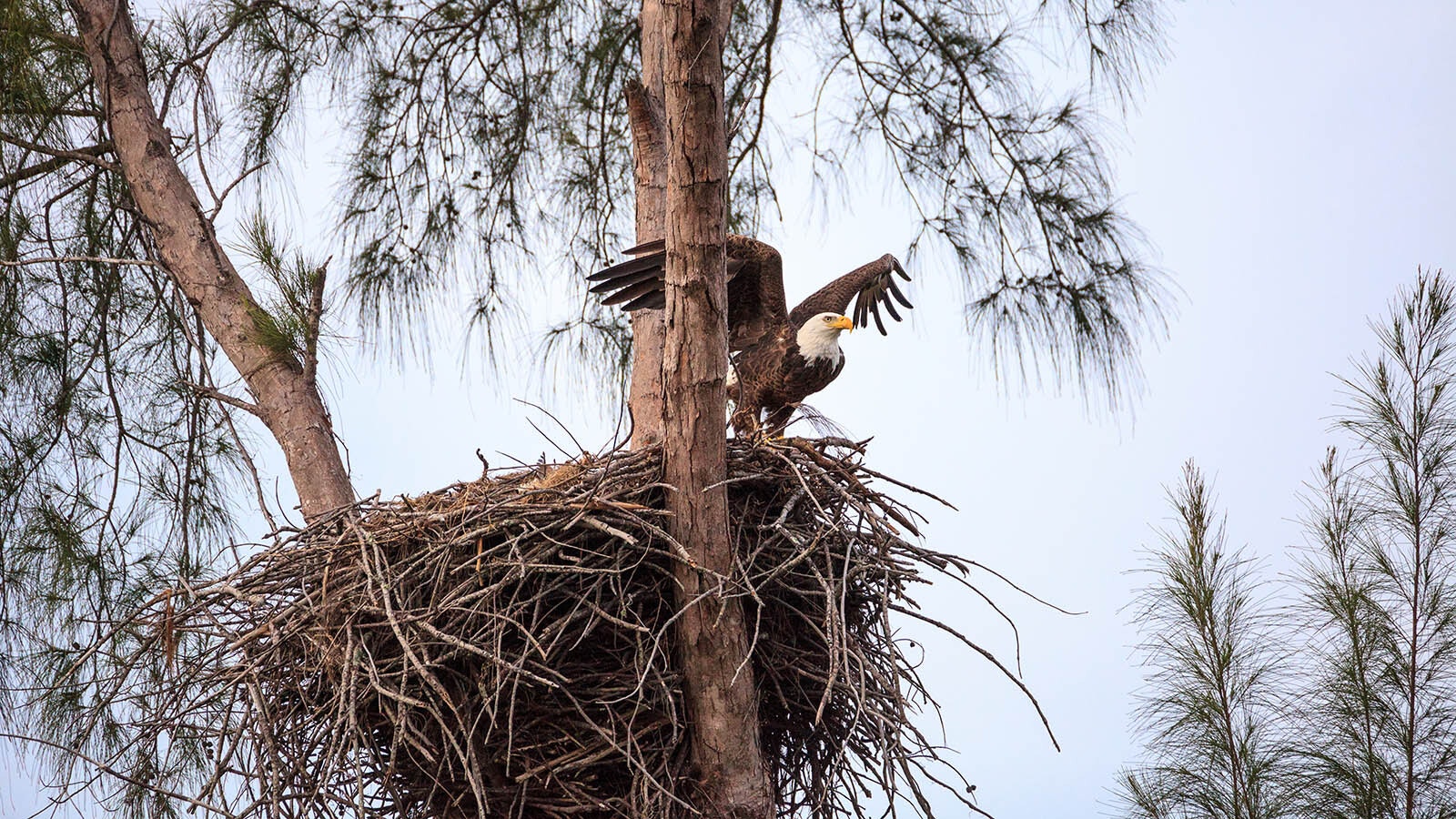 Eagles’ nests are huge, sometimes weighing more 1,000 pounds, and it takes generations of the raptors to build them. The most colossal ones can be big enough to seat several people inside.