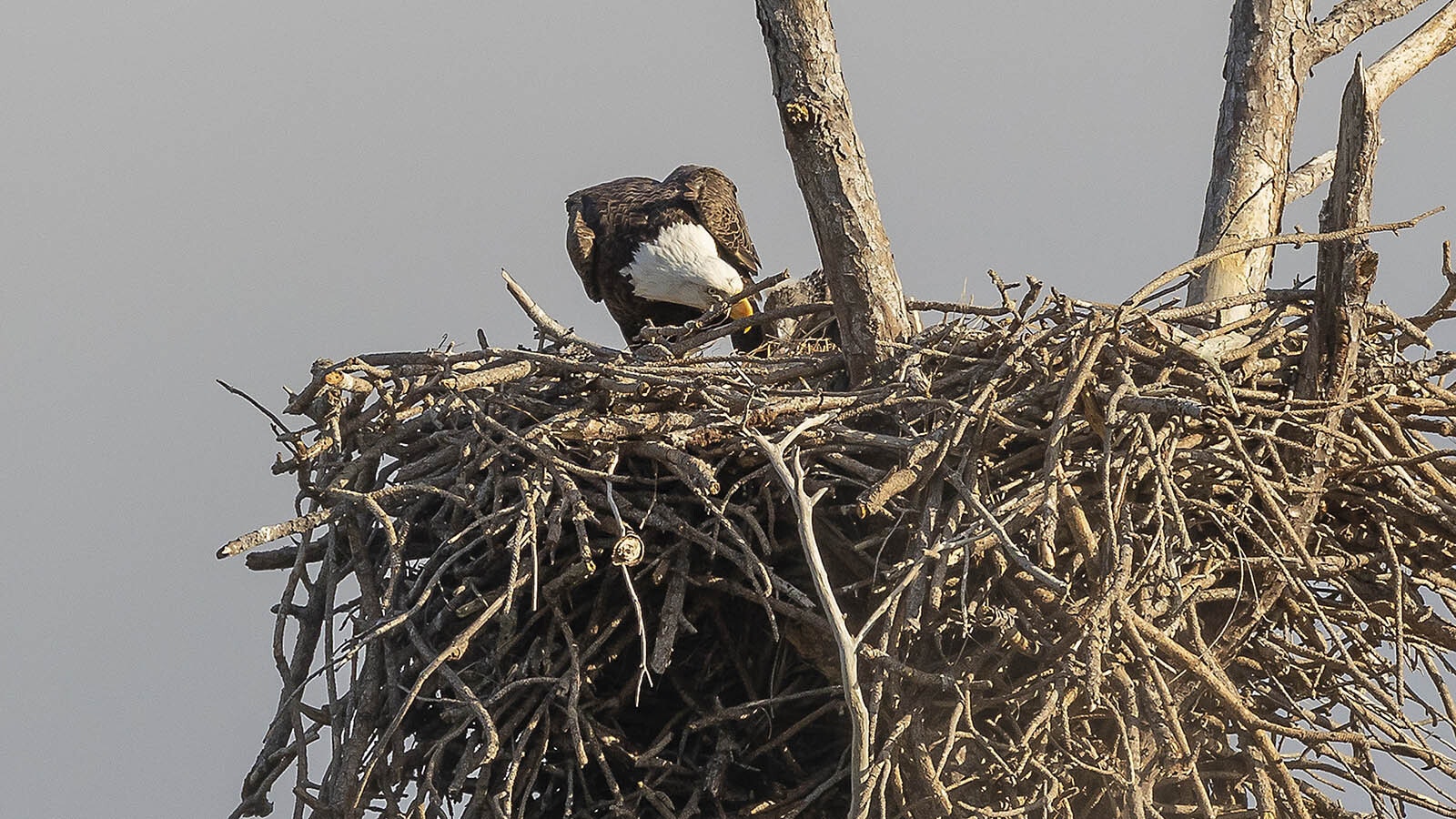 Eagles’ nests are huge, sometimes weighing more 1,000 pounds, and it takes generations of the raptors to build them. The most colossal ones can be big enough to seat several people inside.