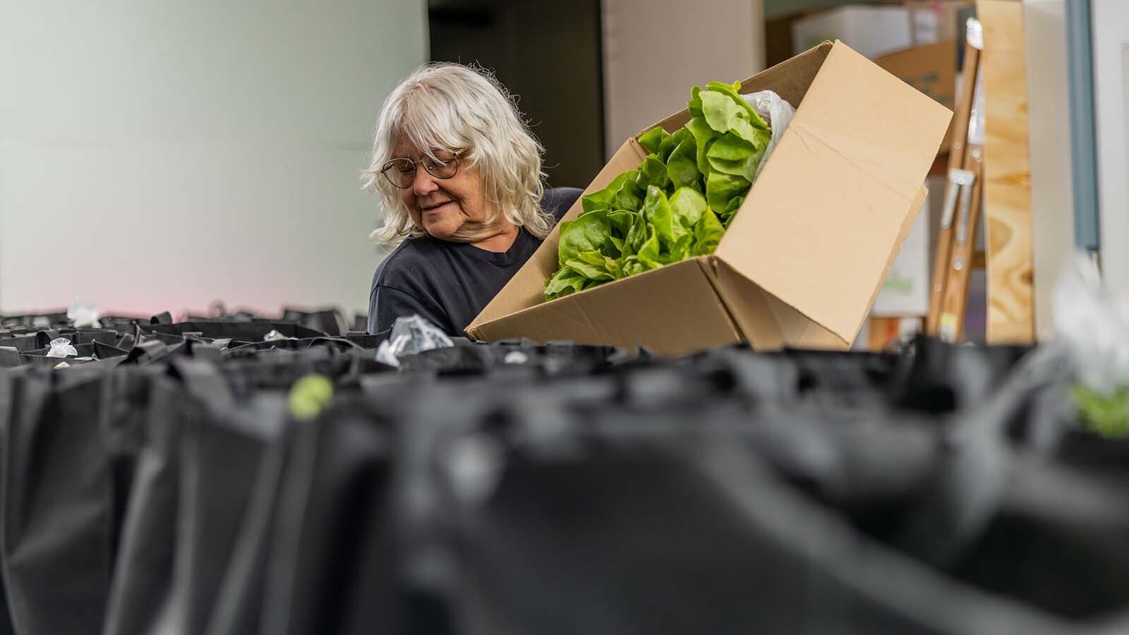 LeAnn Miller puts lettuce in Eat Wyoming veggie boxes.
