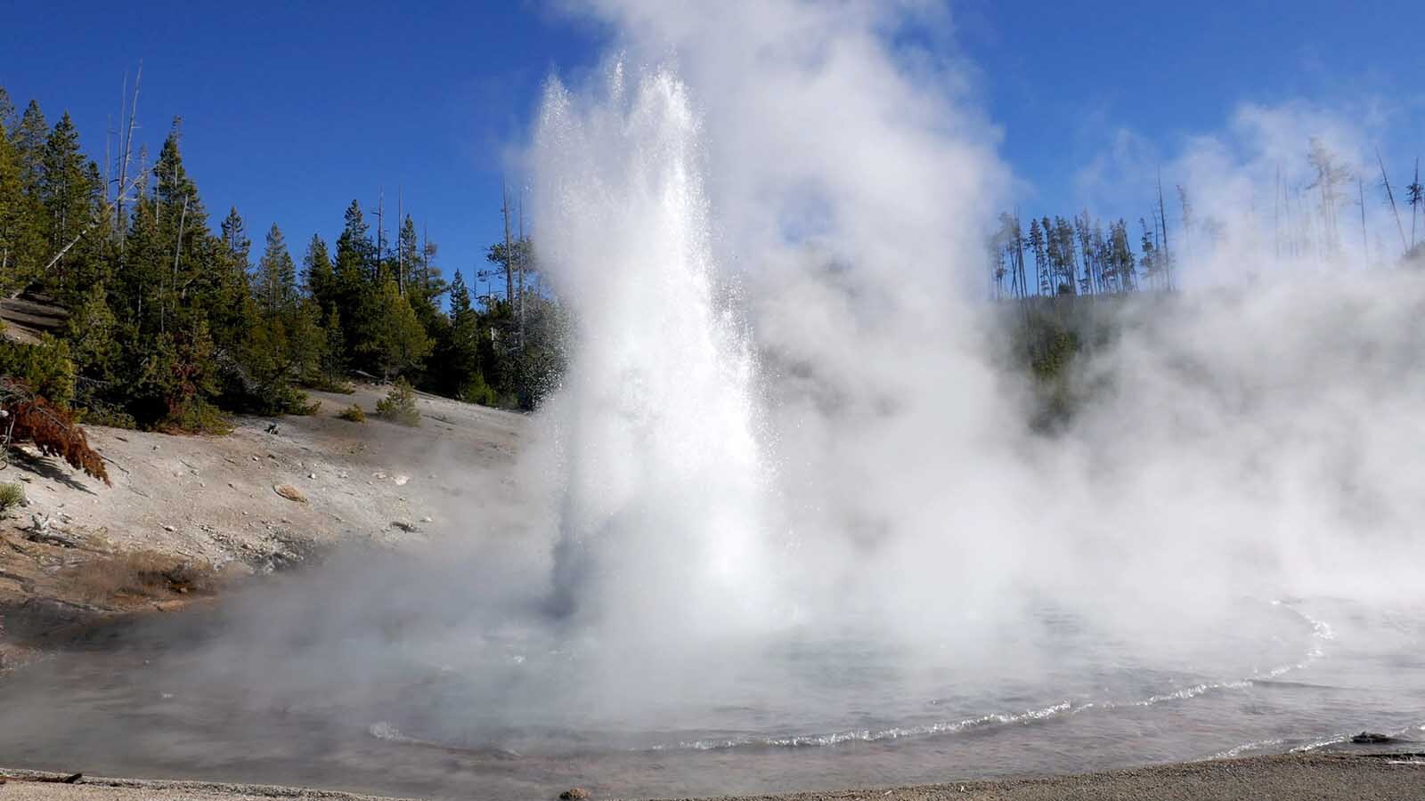 Echinus Geyser, the world’s largest acidic geyser, suddenly burst back to life in Yellowstone National Park on Feb. 6 after dormant for five years. It's since erupted 60 times in 18 days, sending acidic water 80 feet into the air.