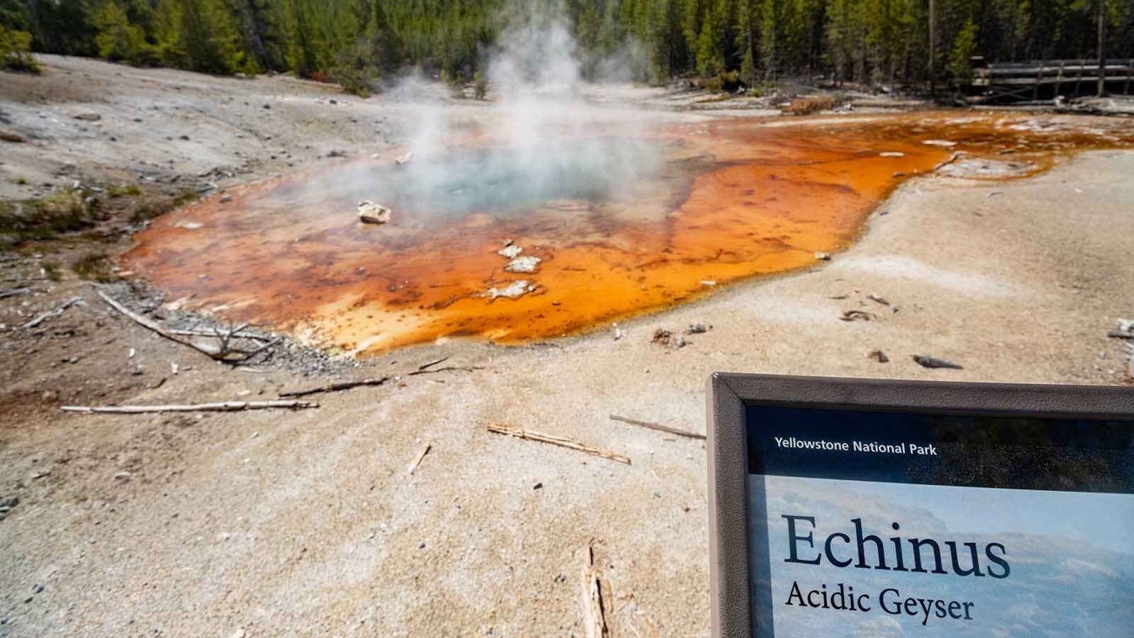 Echinus Geyser, the world’s largest acidic geyser, suddenly burst back to life in Yellowstone National Park on Feb. 6 after dormant for five years. It's since erupted 60 times in 18 days, sending acidic water 80 feet into the air.