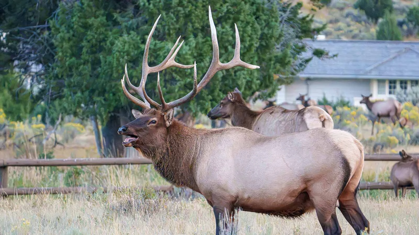 Yellowstone’s huge Elk 24 — aka the “King of Mammoth” — will attack anything during the rut to protect his harem, even cars. “What he’s doing is seeing and going after his own reflection in the cars,” says a Yellowstone wildlife photographer.