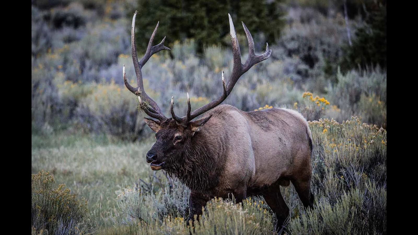 Yellowstone’s huge Elk 24 — aka the “King of Mammoth” — will attack anything during the rut to protect his harem, even cars. “What he’s doing is seeing and going after his own reflection in the cars,” says a Yellowstone wildlife photographer.