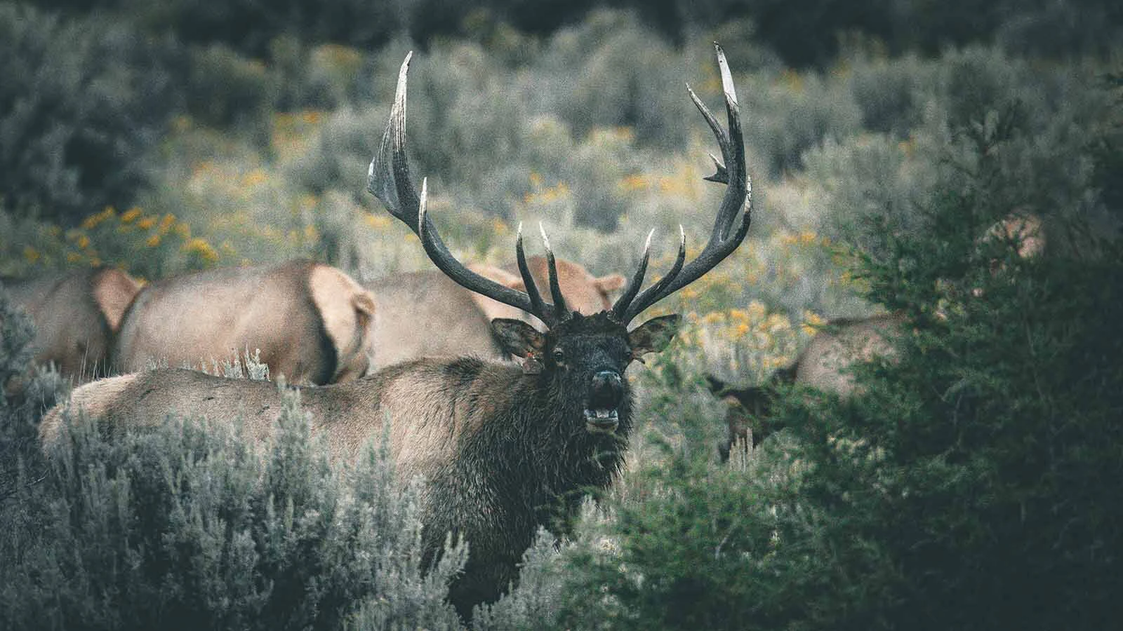 Yellowstone’s huge Elk 24 — aka the “King of Mammoth” — will attack anything during the rut to protect his harem, even cars. “What he’s doing is seeing and going after his own reflection in the cars,” says a Yellowstone wildlife photographer.