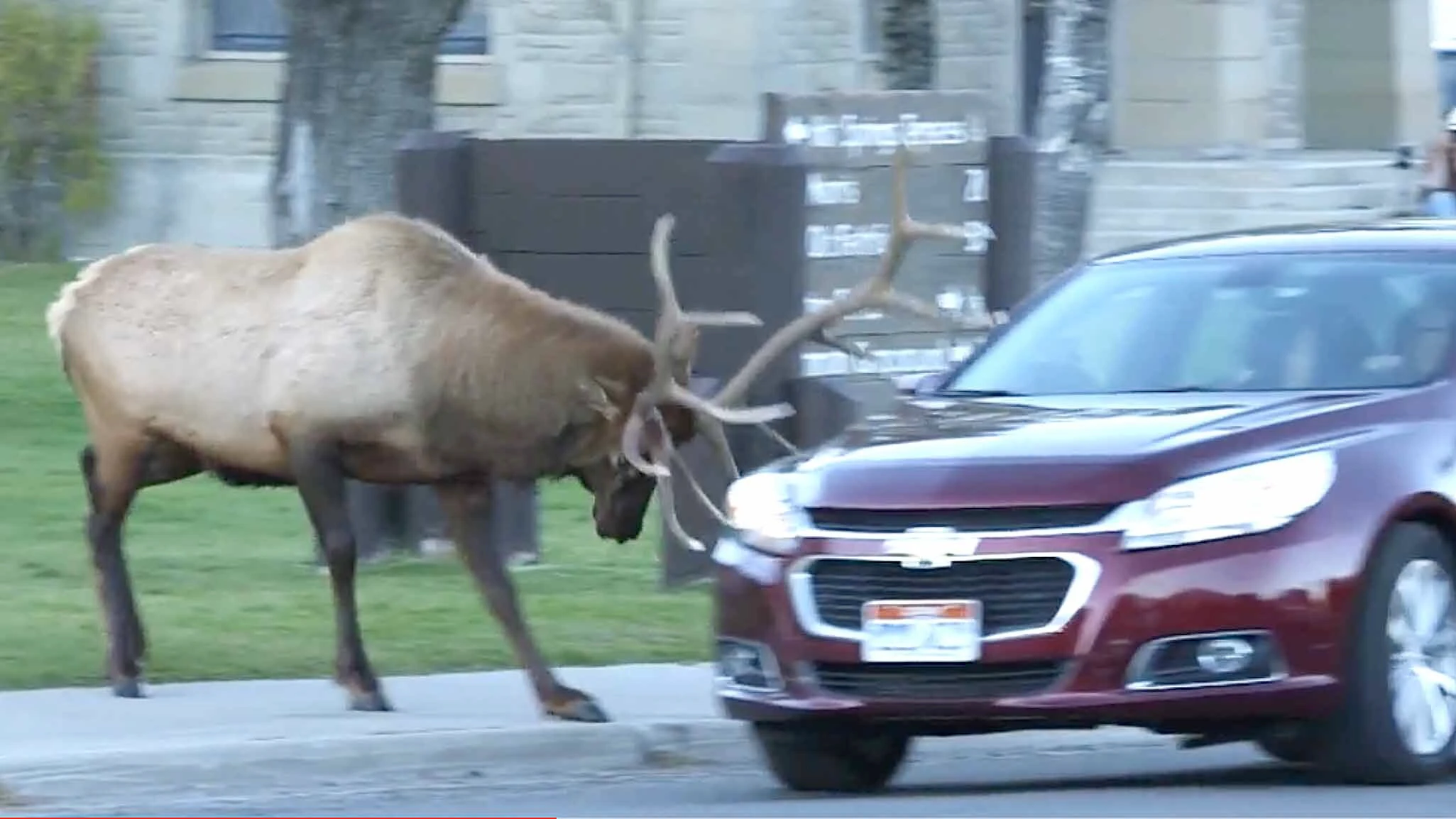 Elk 24 goes after a car at Mammoth Hot Springs in Yellowstone in a video by the National Park Service, one of