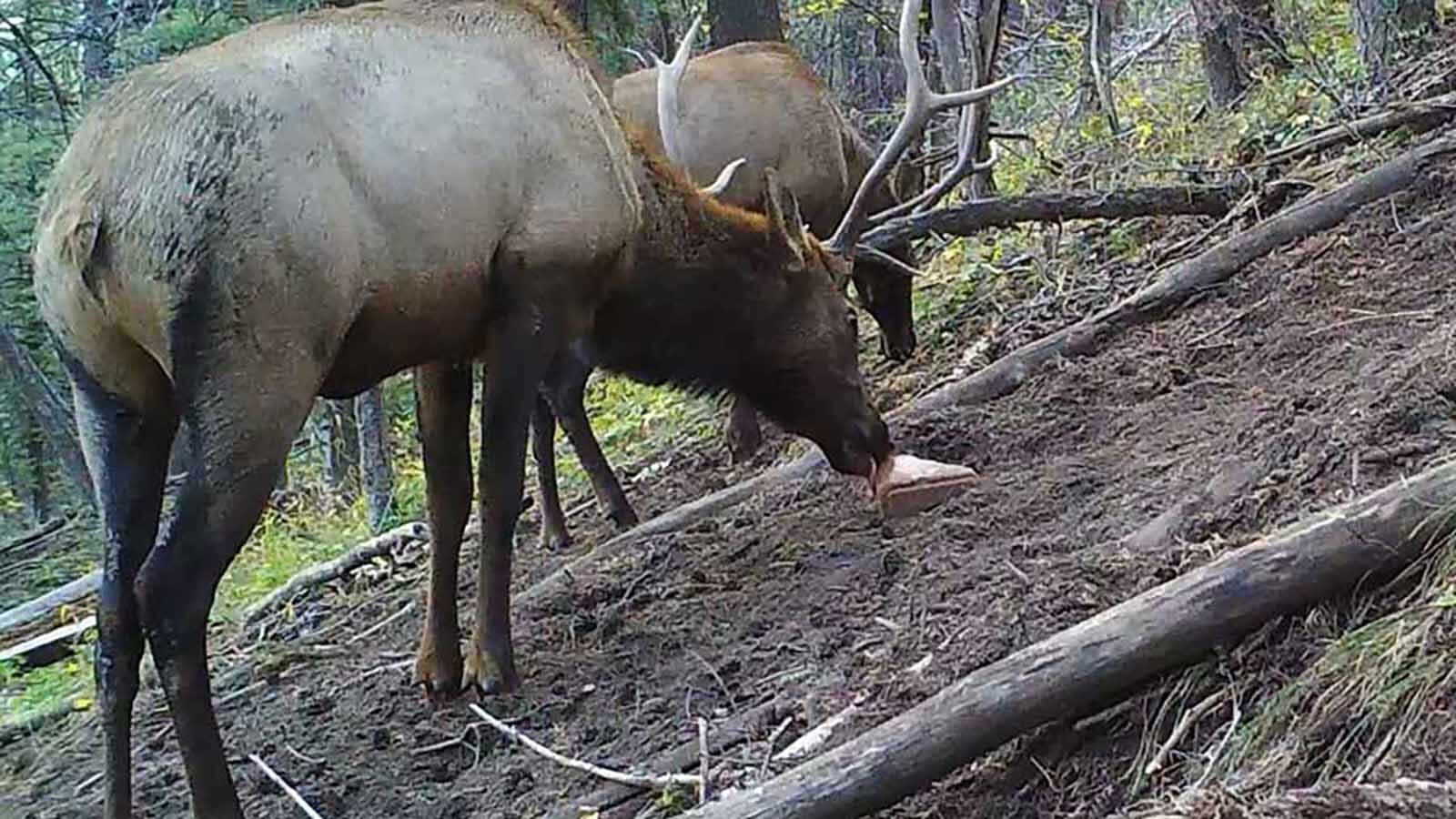 Baiting big game with corn, salt licks and other treats is illegal and frowned upon as unethical across the West. But it didn’t used to be, and was once standard practice in Wyoming. It’s still allowed in other places, such as Texas.