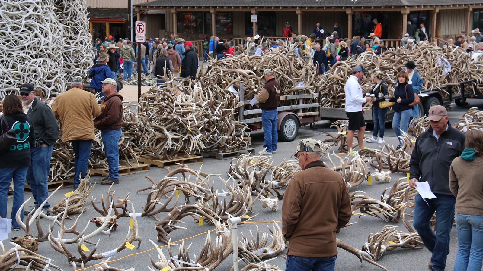 Prospective bidders and spectators have a chance to preview the lots prior to the start of the annual ElkFest auction in Jackson, Wyoming.