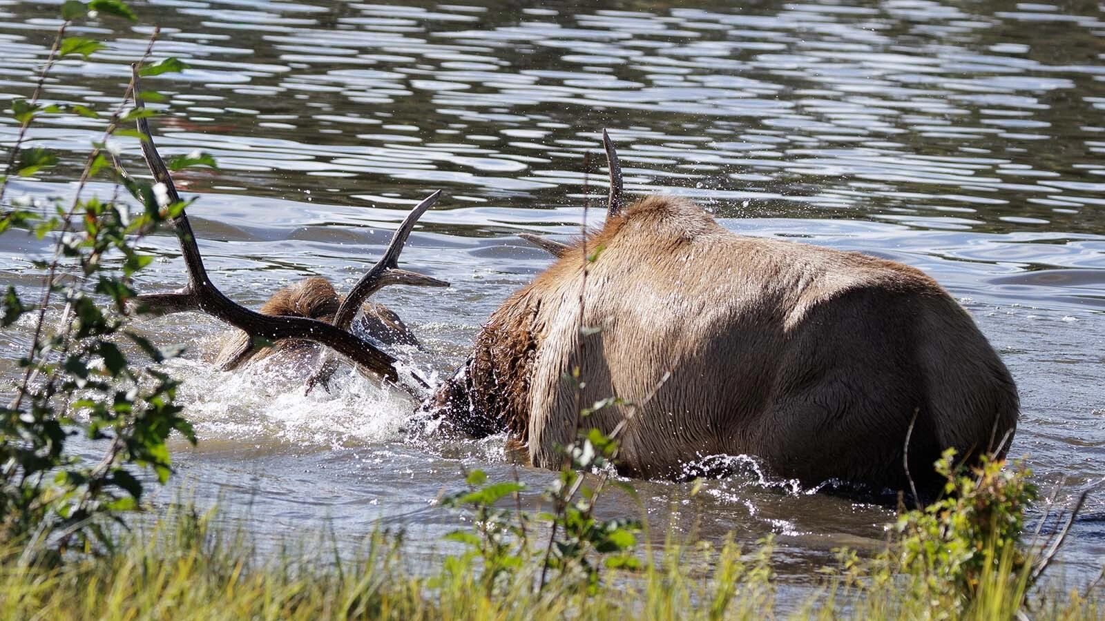 A bull elk held his rival underwater for several seconds during a brutal fight in Evergreen Lake in Colorado early Sunday.