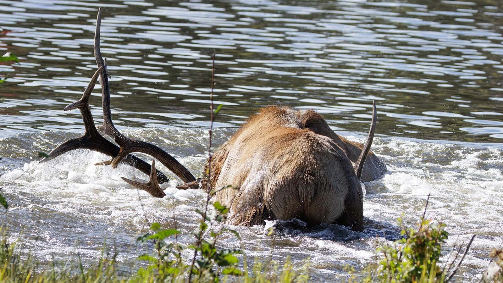 A bull elk held his rival underwater for several seconds during a brutal fight in Evergreen Lake in Colorado early Sunday.