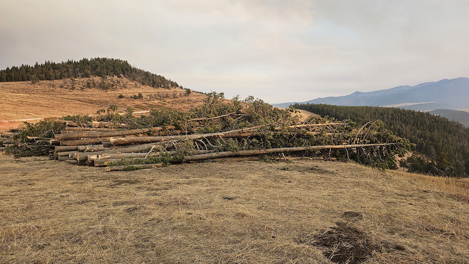 Trees that used to line Red Grade Road lying on their side outside the containment area. Eventually, the limbs will be stripped and the logs offered for sale.